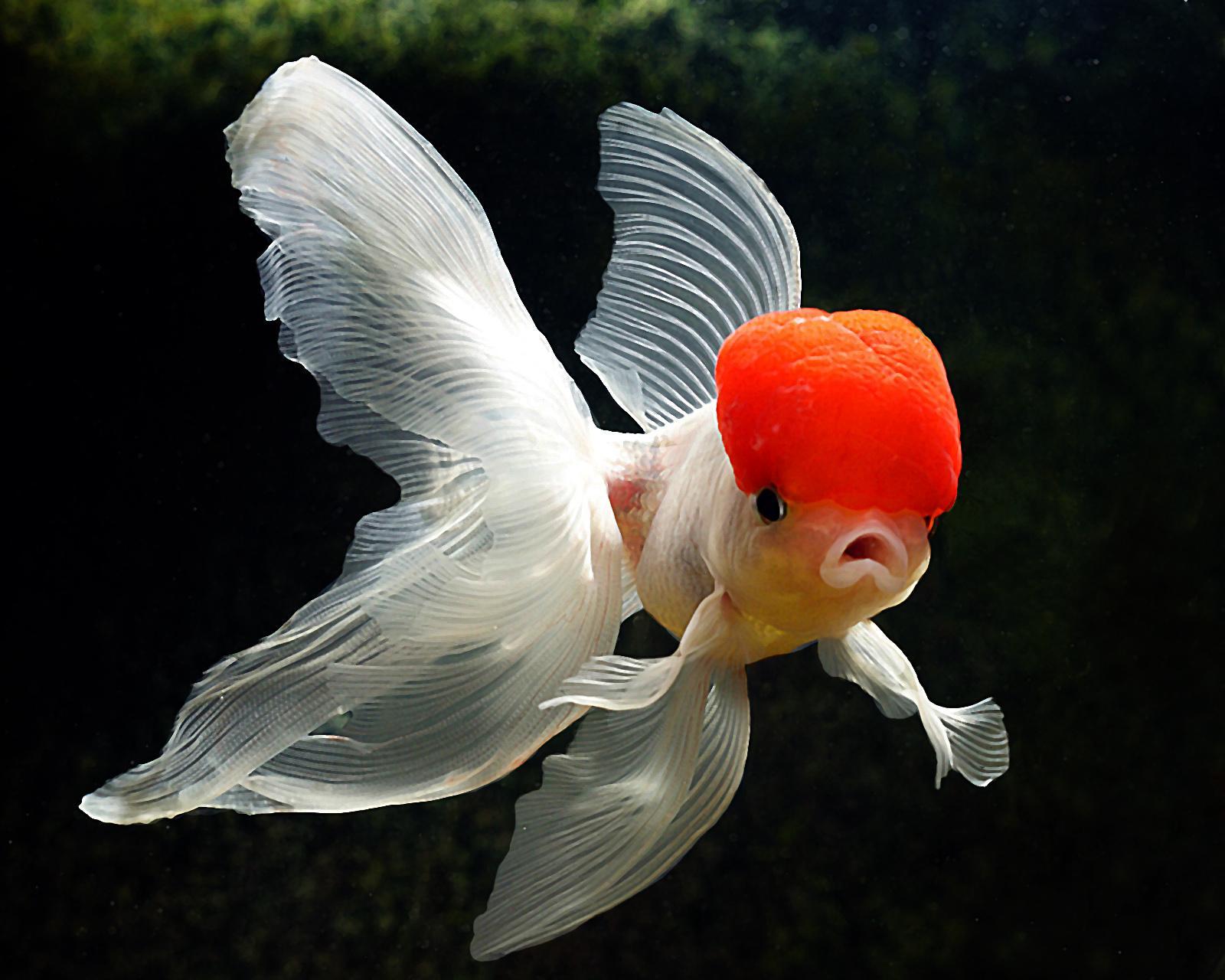 Goldfish Wallpapers Desktop