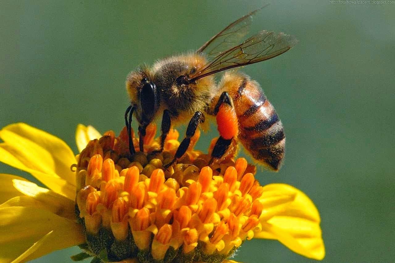 Bee HD Wallpapers