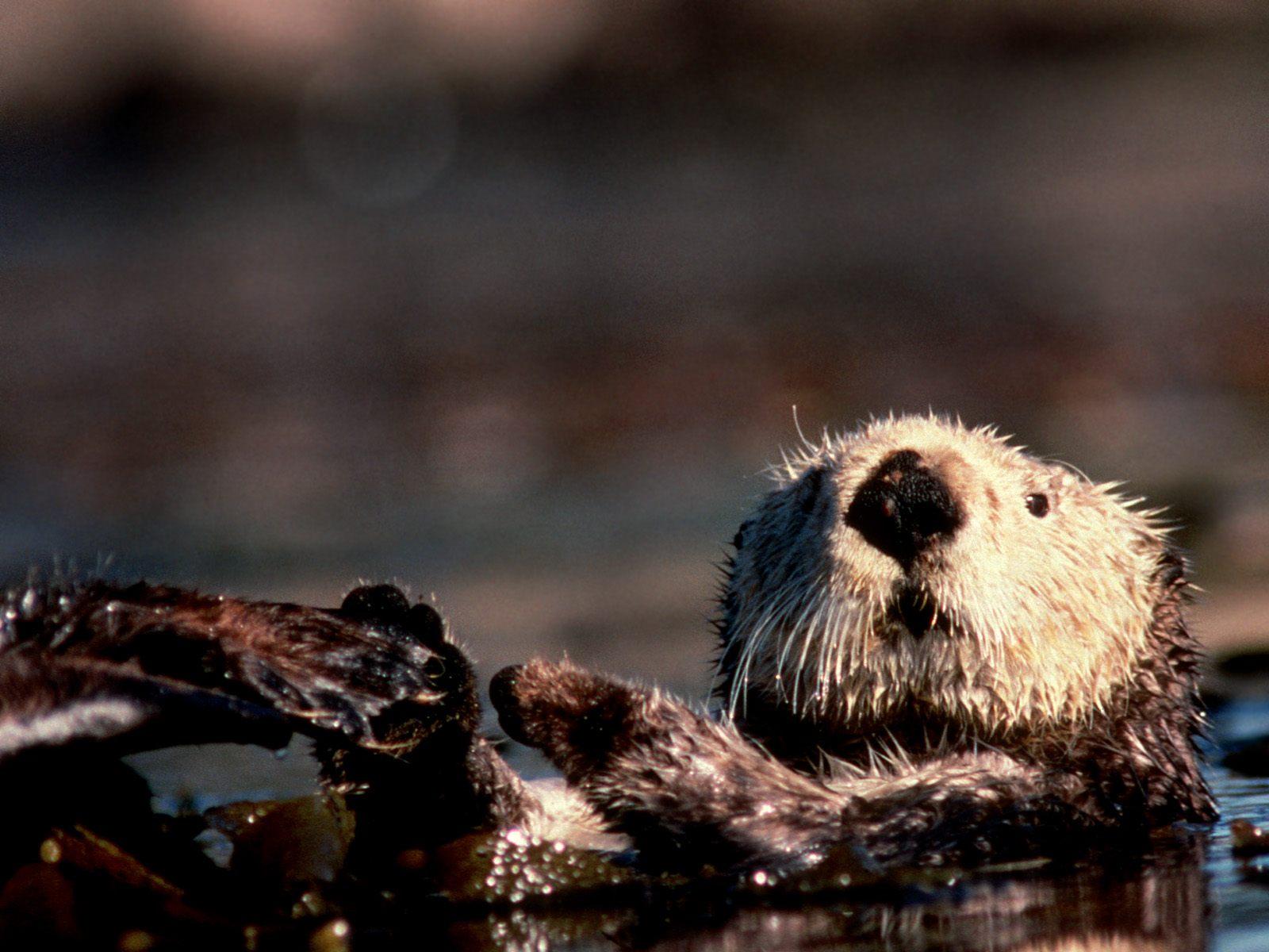 Backgrounds Collections: beaver wallpapers