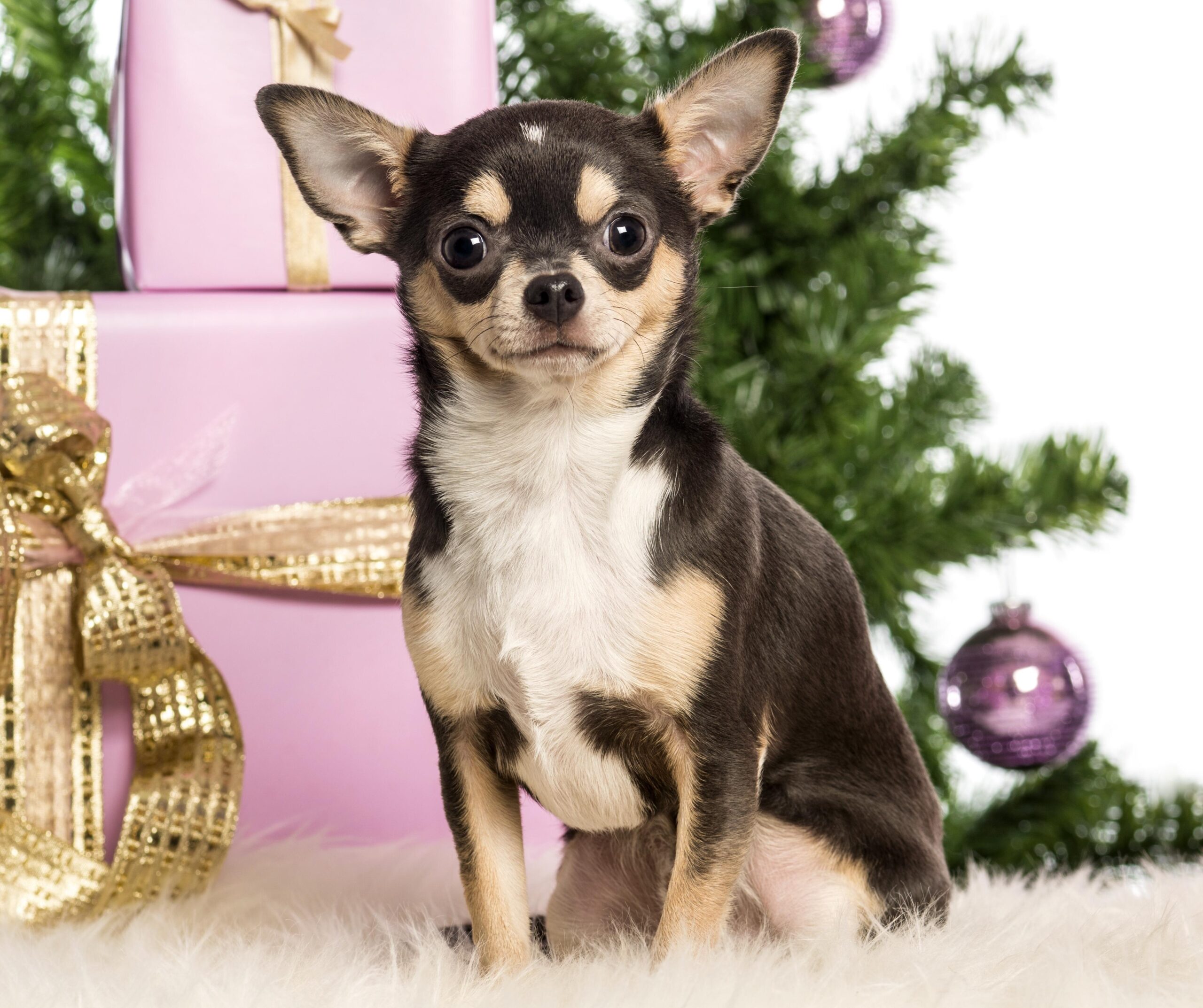 Christmas chihuahua wallpapers and image