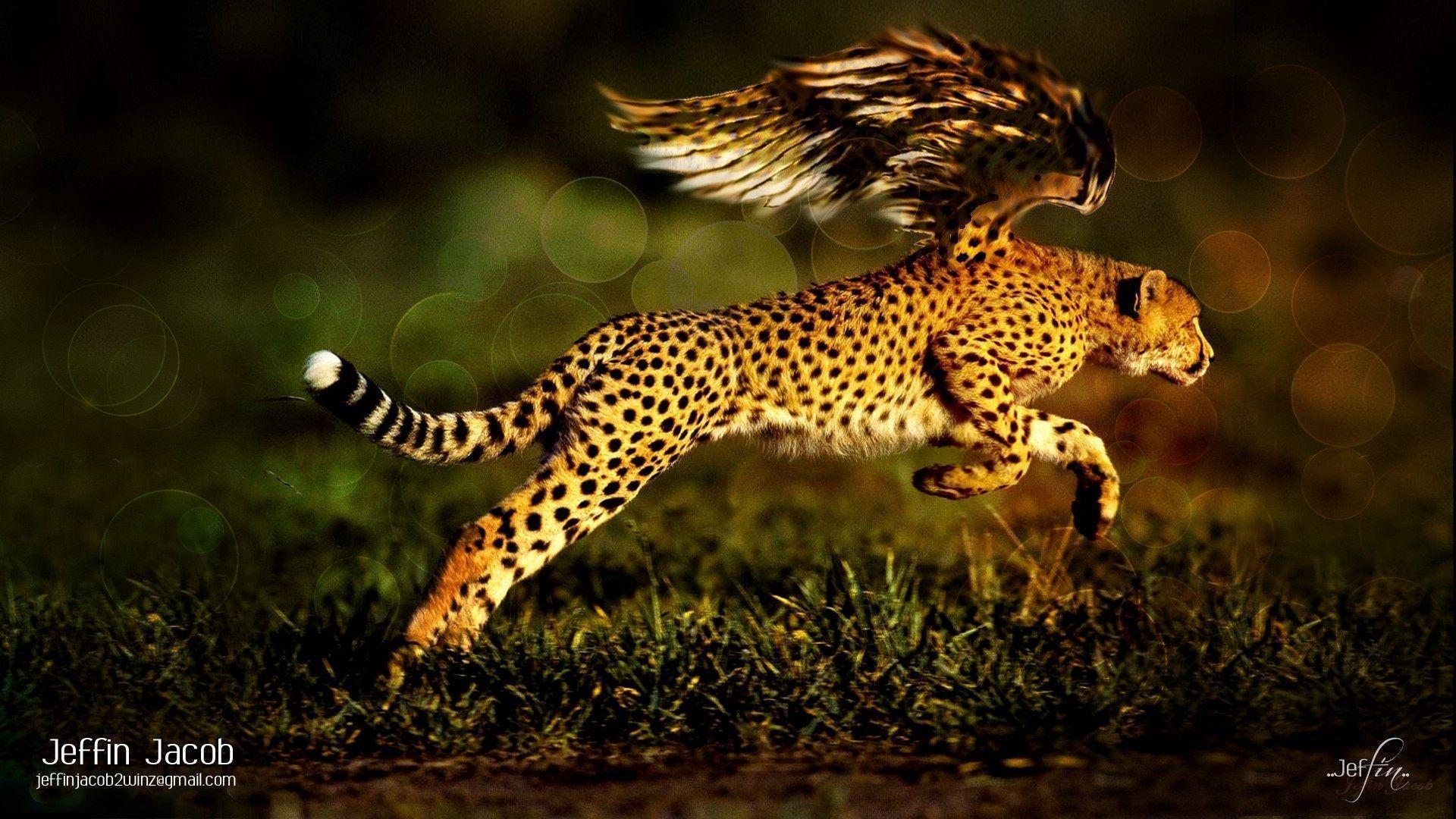 24 Jaguar Wallpapers Download