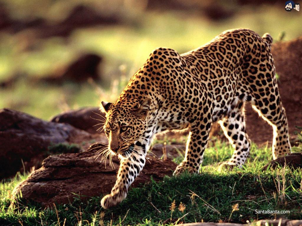 Leopards Wallpapers