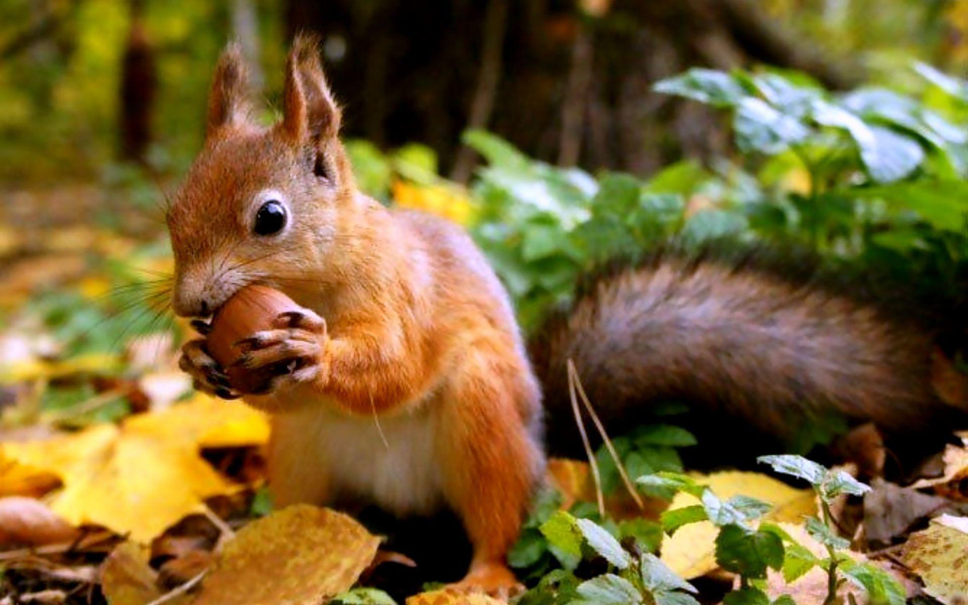 Squirrel Computer Wallpapers, Desktop Backgrounds Id: 378039