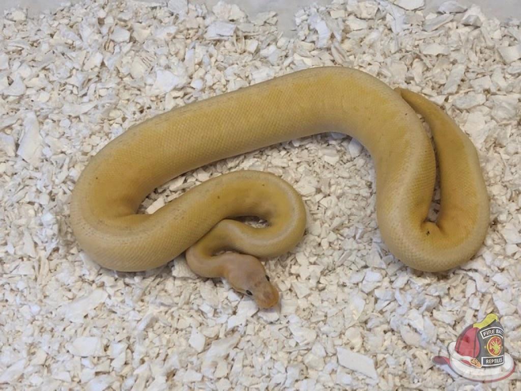 Banana Fire Lemonblast Ball Python by Fireball Reptiles