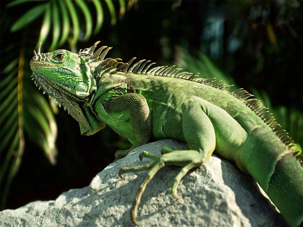 Iguana Wallpapers 7