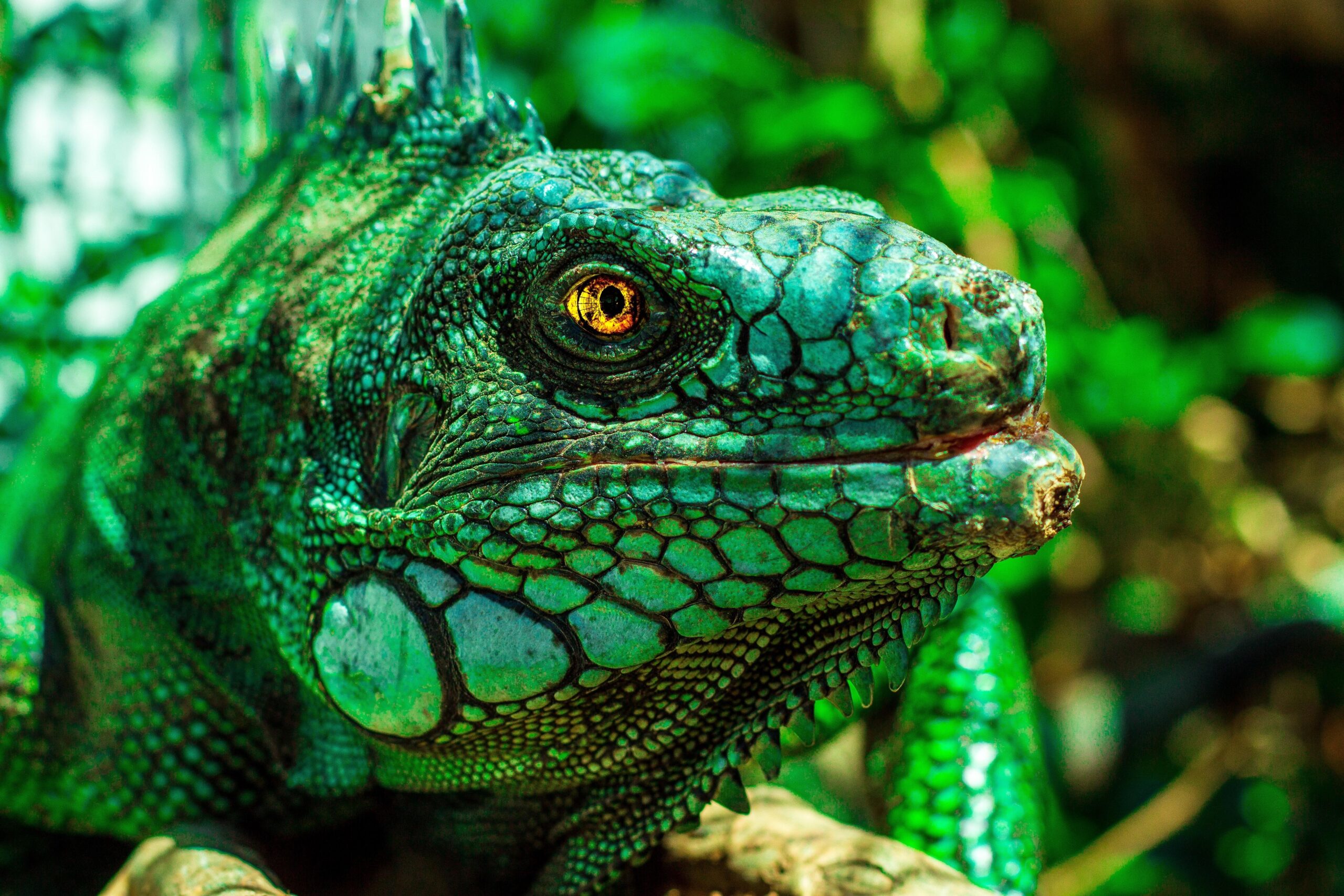 wallpapers desktop iguana