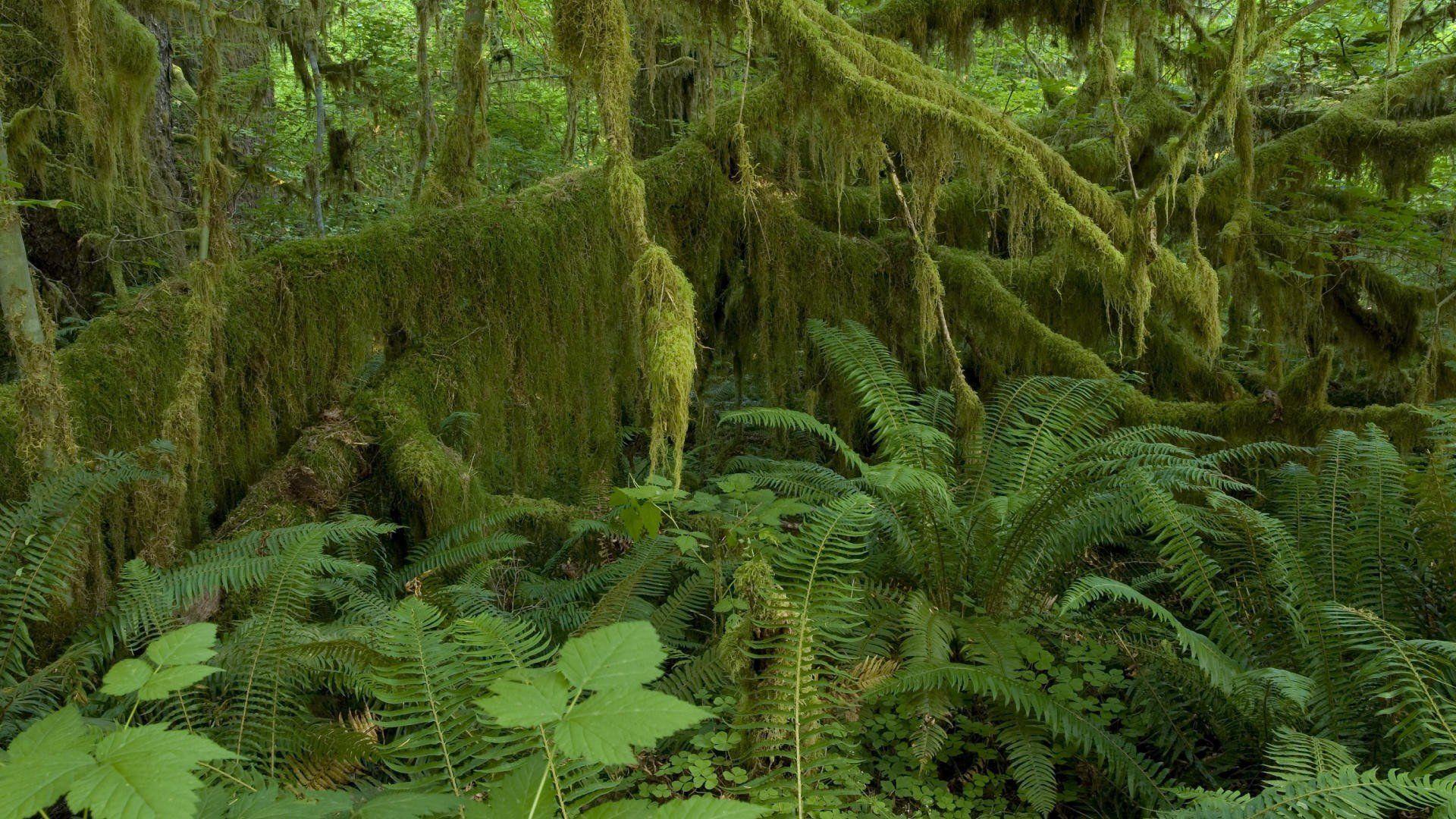 Olympic National Forest