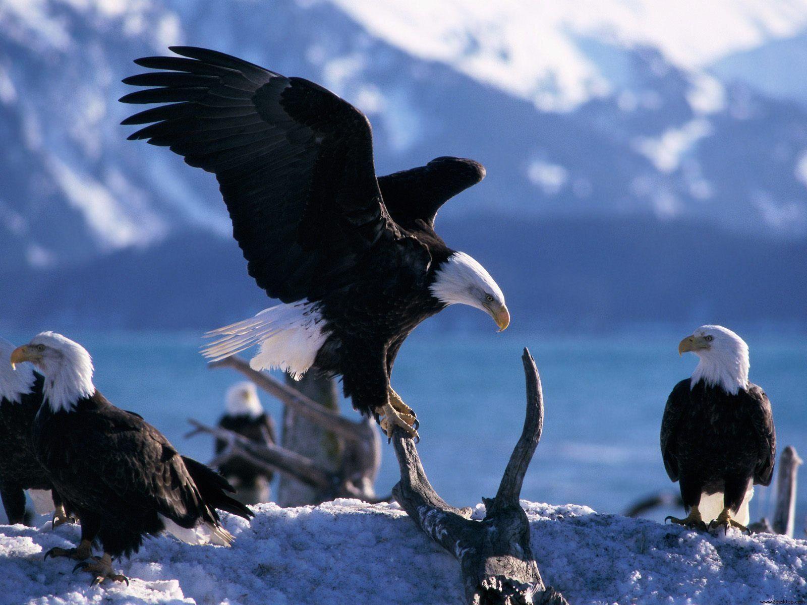 Animals : Pretty Animals Wings Extended Bald Eagles Desktop Image