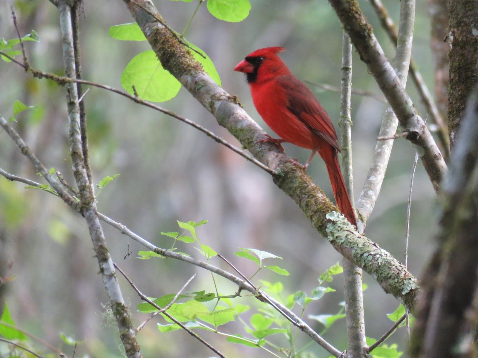 Bird Photos, Birding Sites, Bird Information: TWO BEAUTIFUL BIRDS