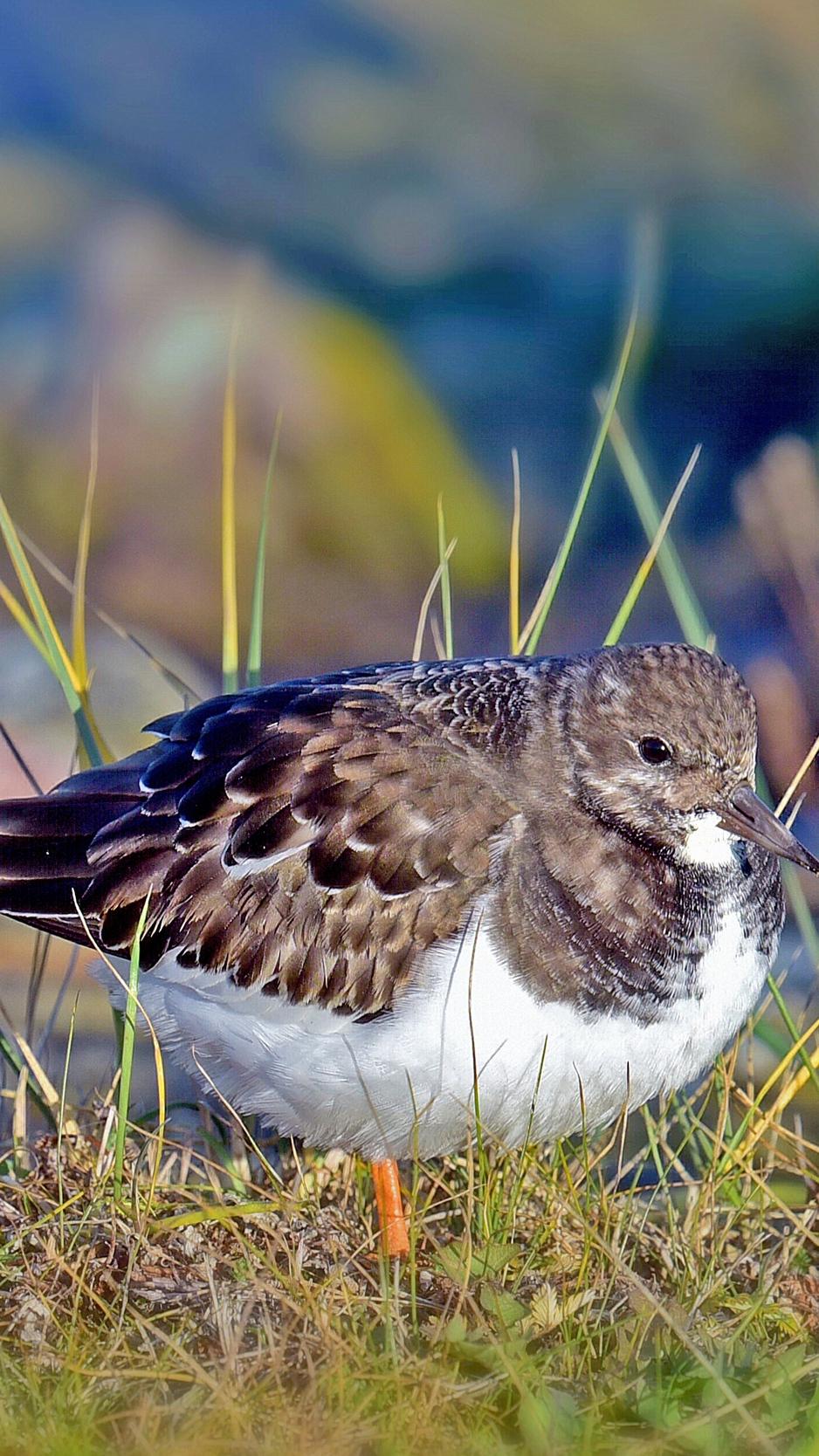 Download wallpapers sandpiper, bird, grass iphone 8