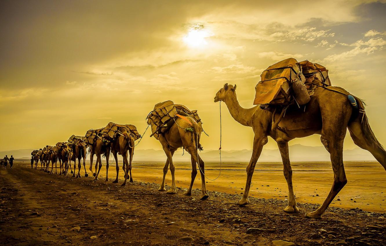 Wallpapers sunset, camels, caravan image for desktop