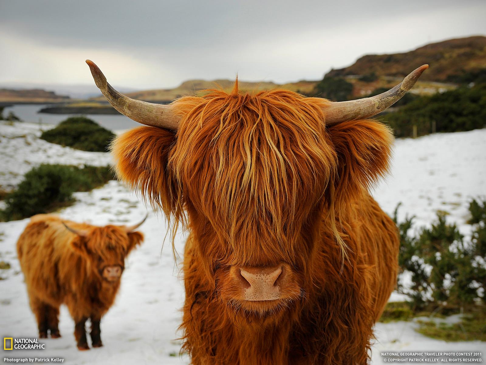 Free download Highland Cattle Picture Animal Wallpapers