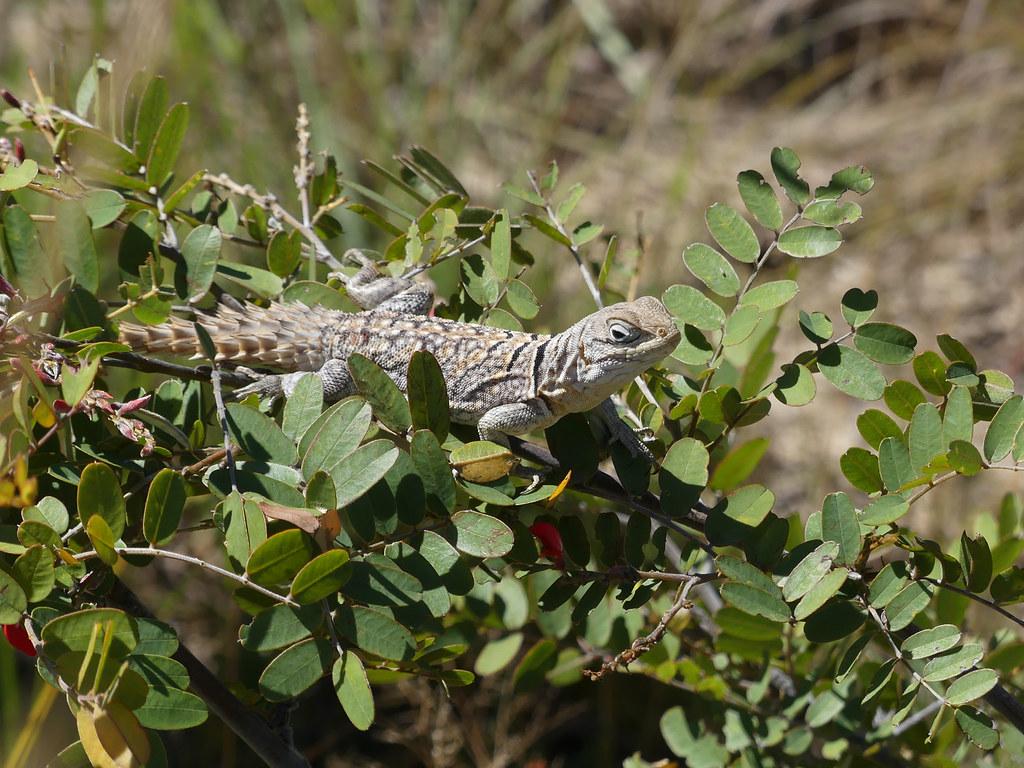 The World’s Best Photos of lizard and madagascar