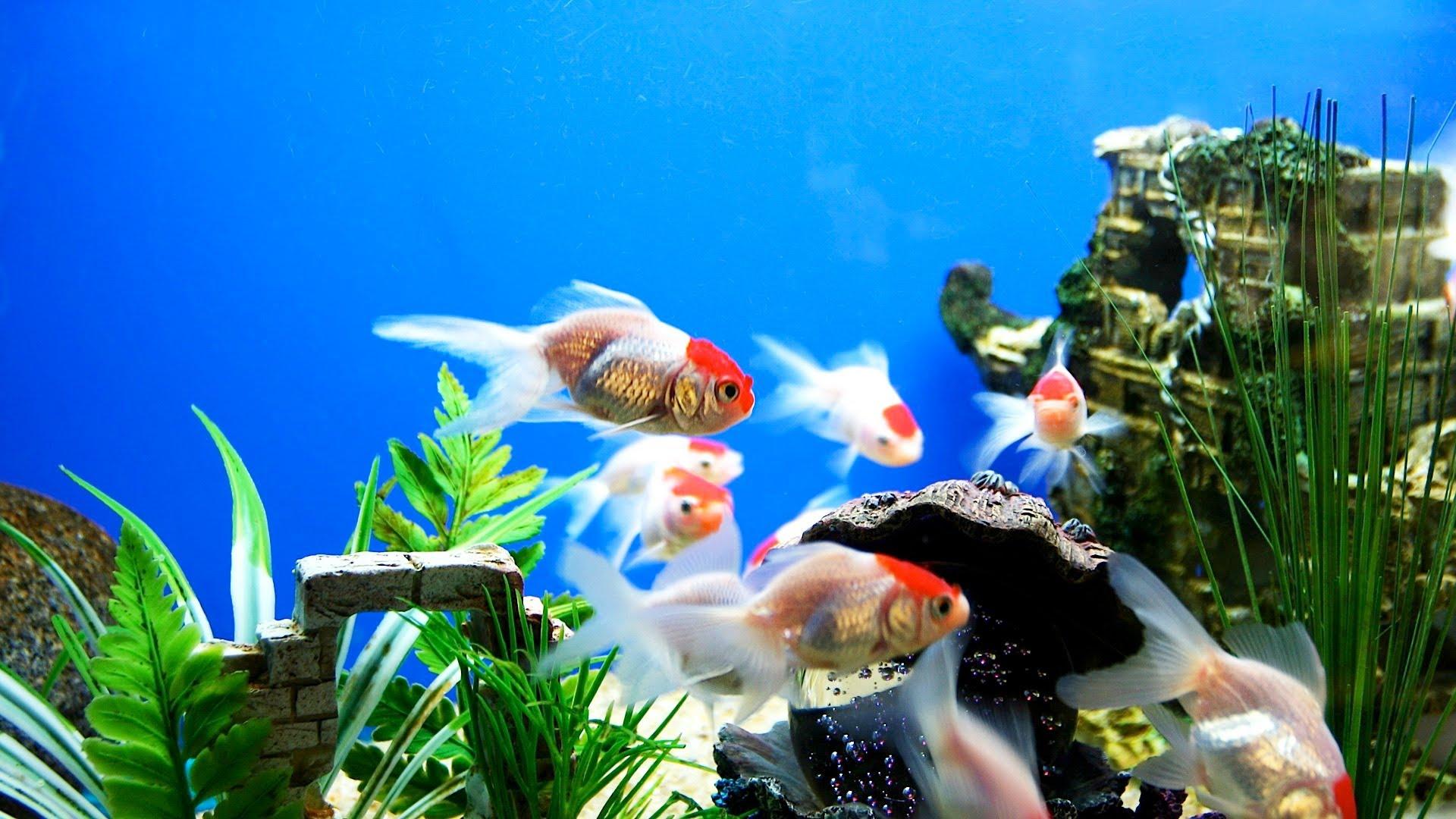 Aquarium HD Wallpapers