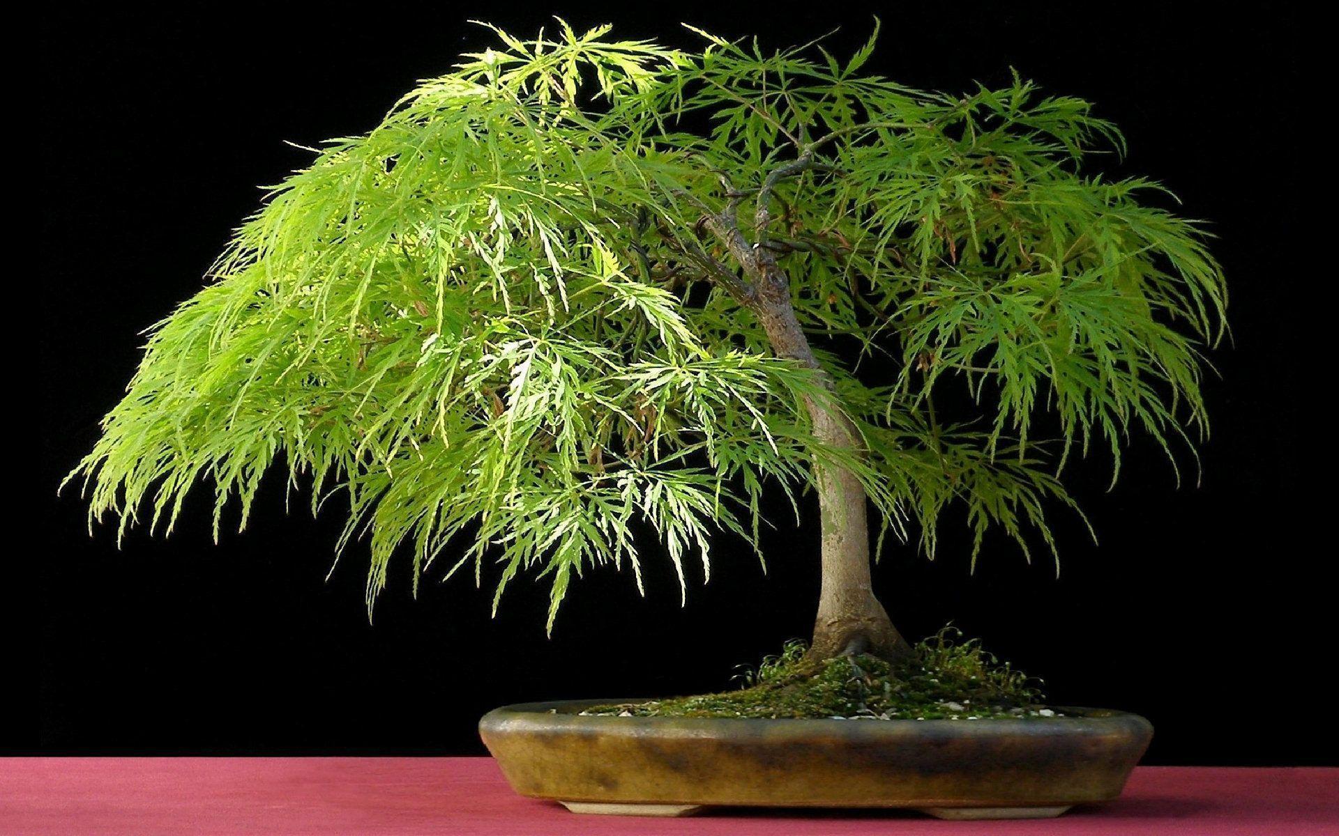 Bonsai Tree wallpapers