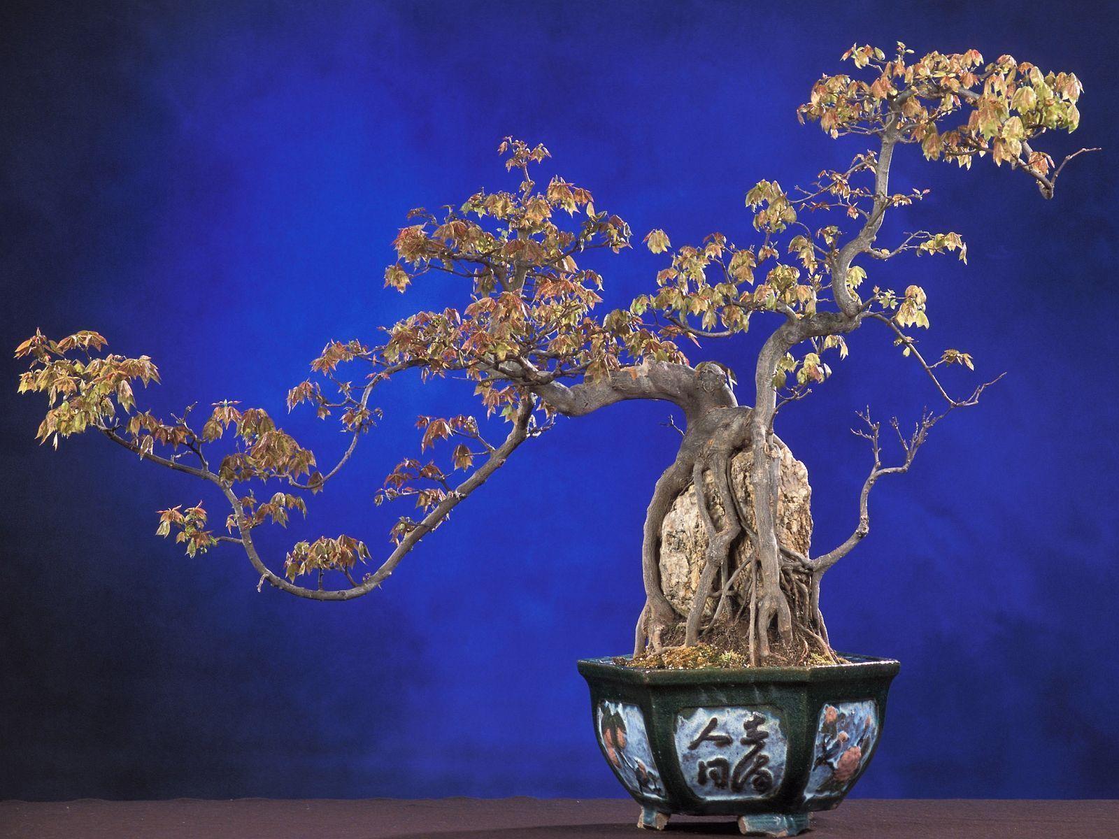 Download Bonsai Wallpapers