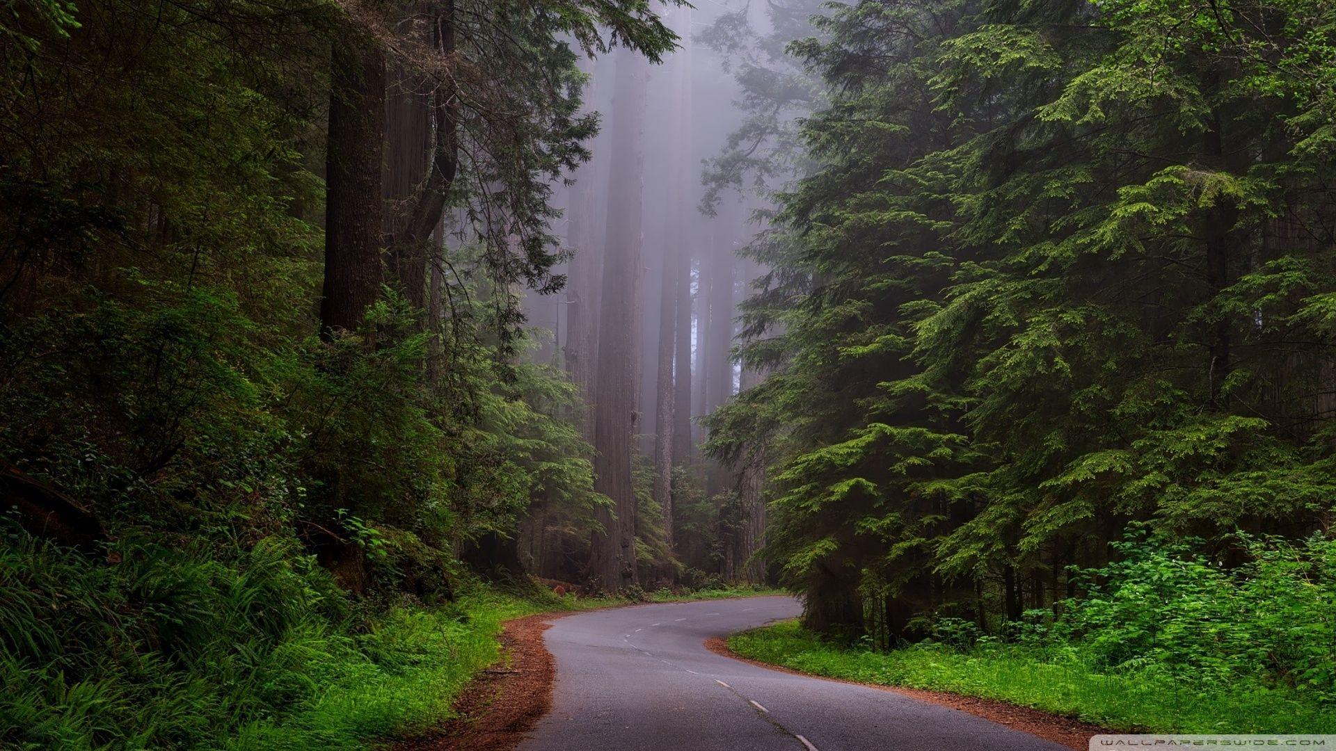 Redwood National Park, California HD desktop wallpapers