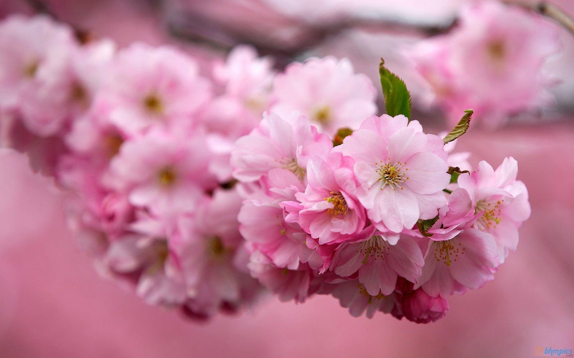 Sakura flower backgrounds Japanese image download