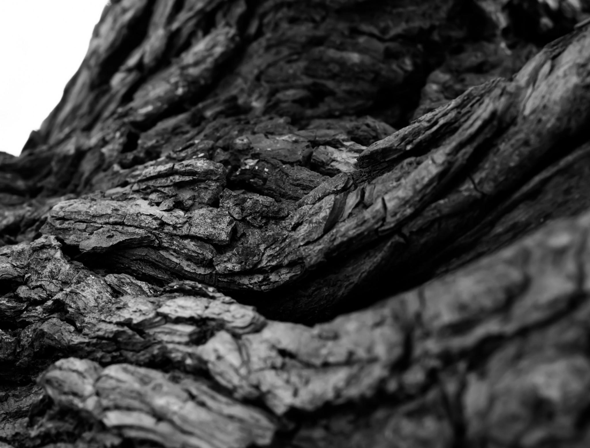 Download Tree Bark, Root, Monochrome Wallpapers