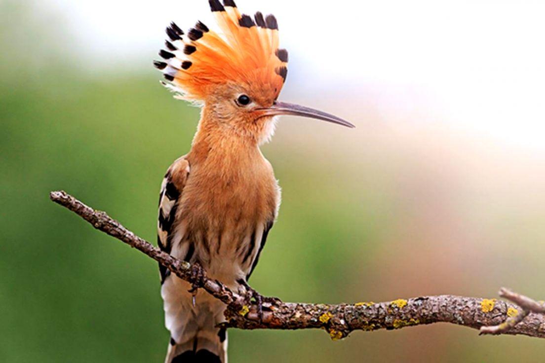 The Hoopoe Hd Wallpapers