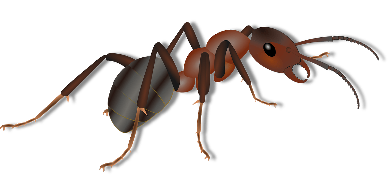 Ant clipart carpenter ant, Ant carpenter ant Transparent