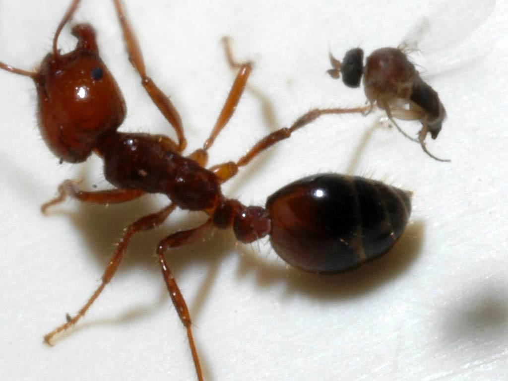 Fire Ant Wallpapers and backgrounds