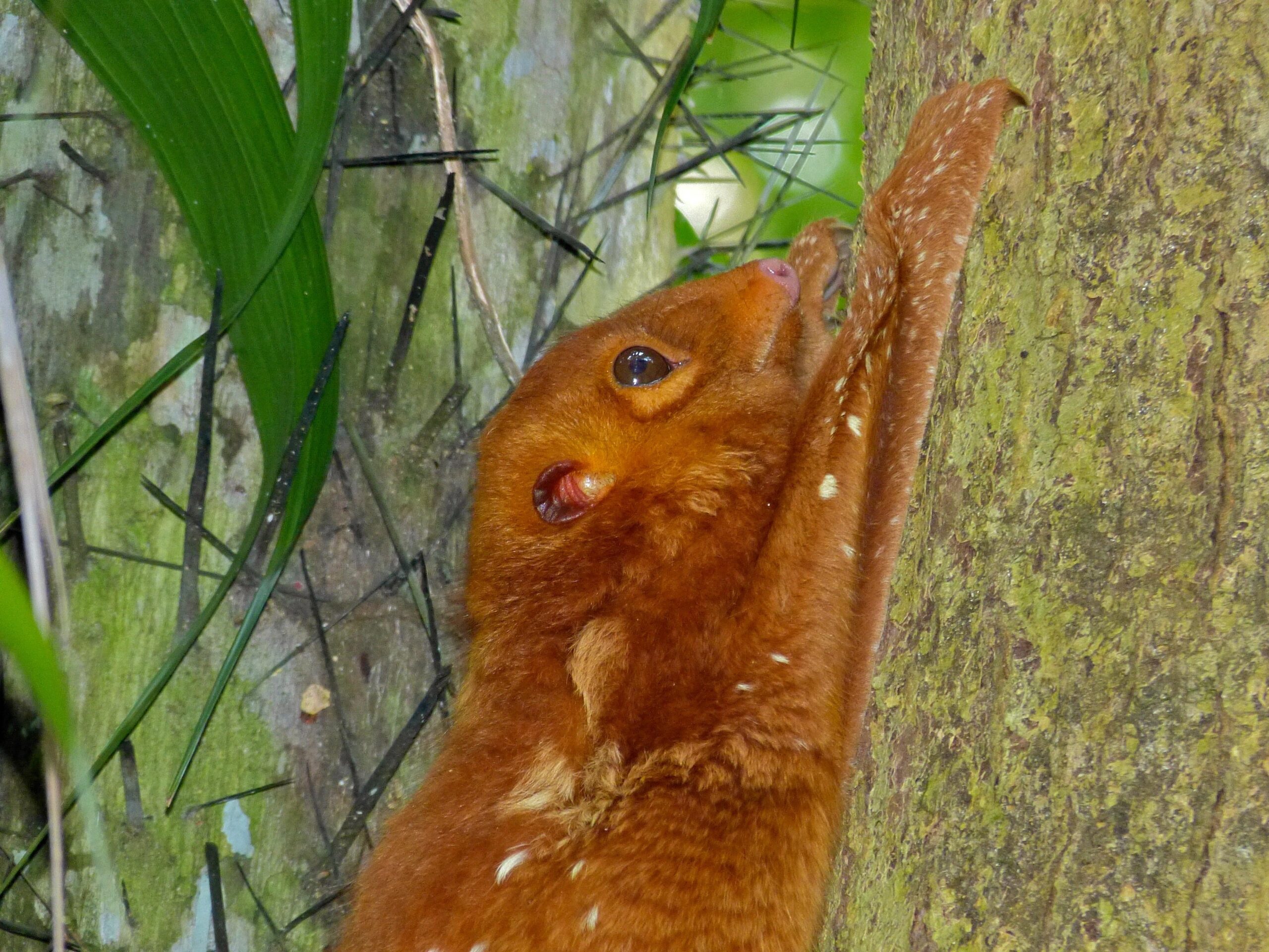 File:Colugo