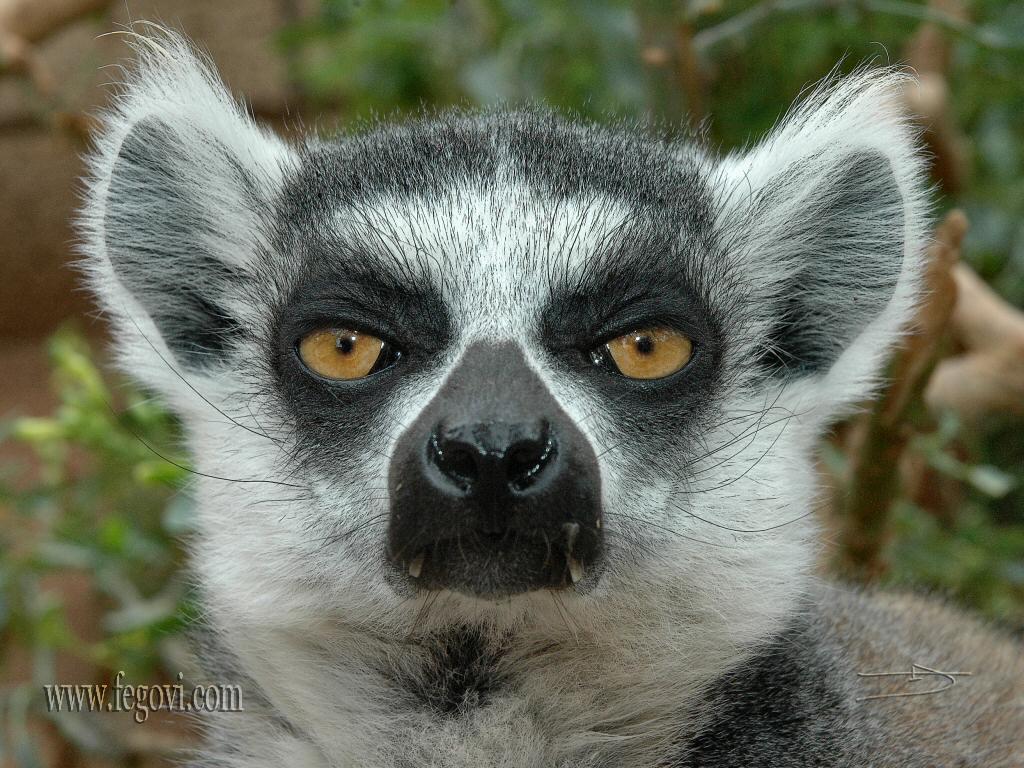 Lemur Wallpapers. Image and animals Lemur pictures