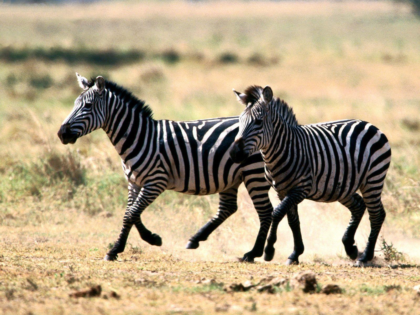 Wallpapers Zebra