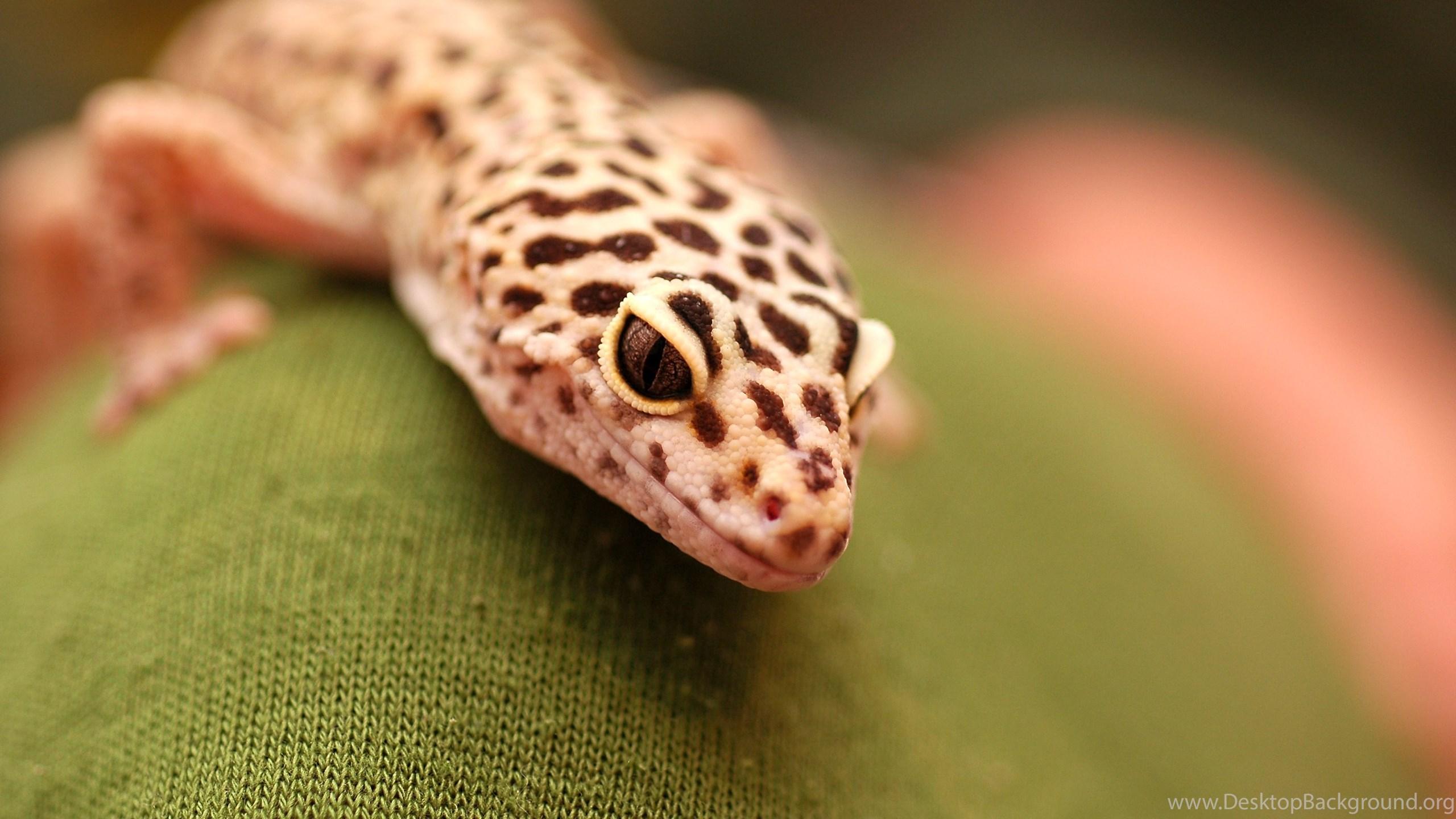 Inn Arts Photos for Leopard Gecko