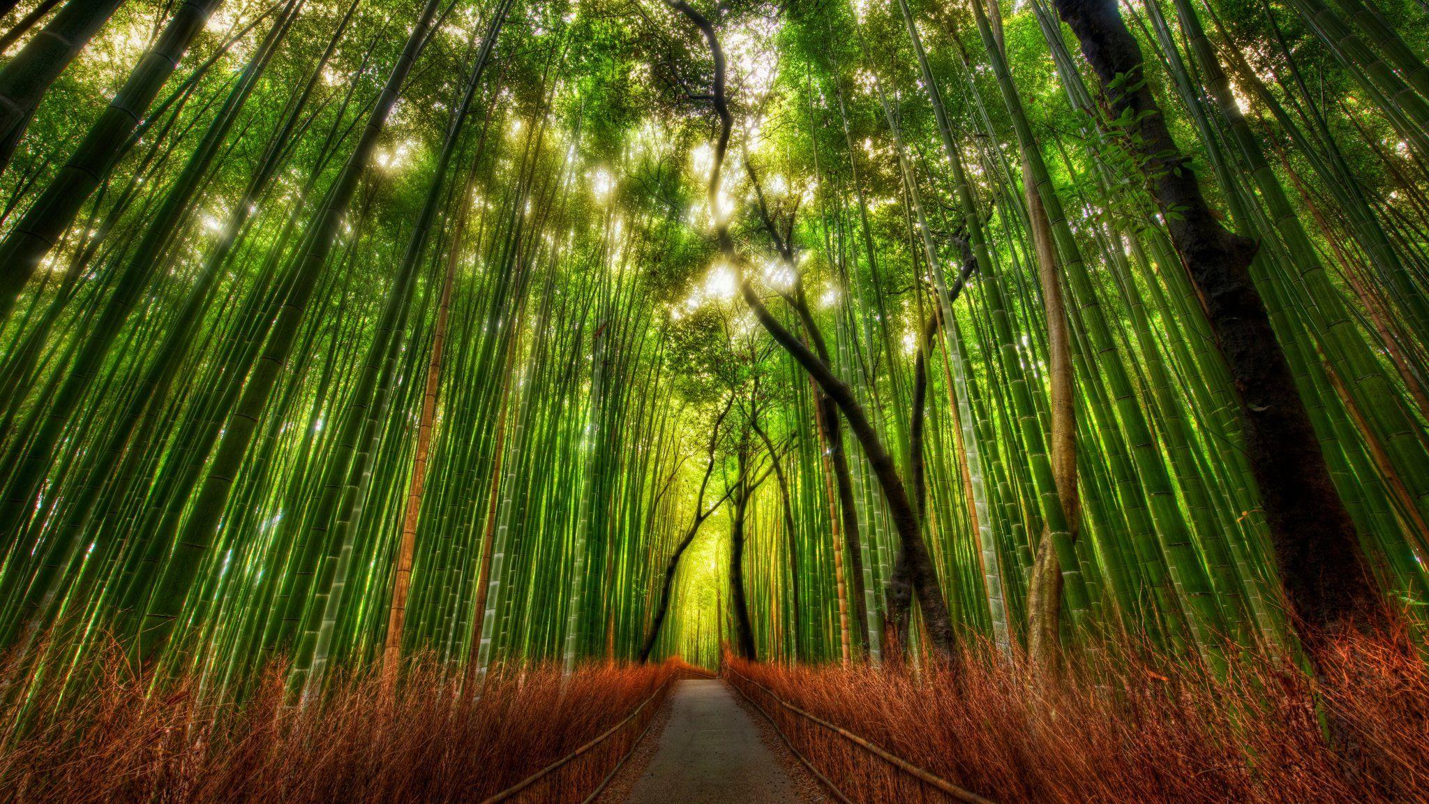 Bamboo Forest Kyoto Japan