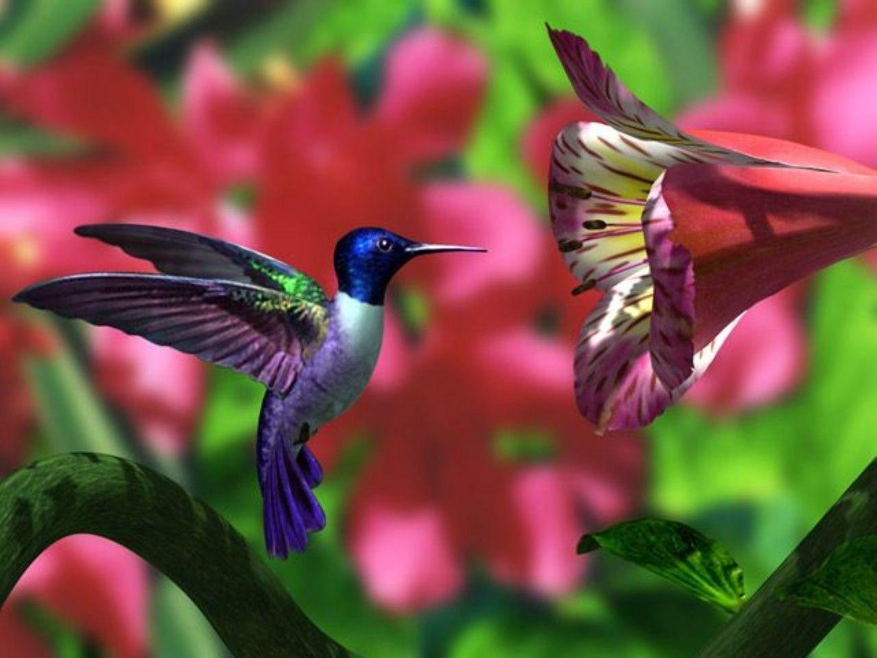 Hummingbird Wallpapers 472