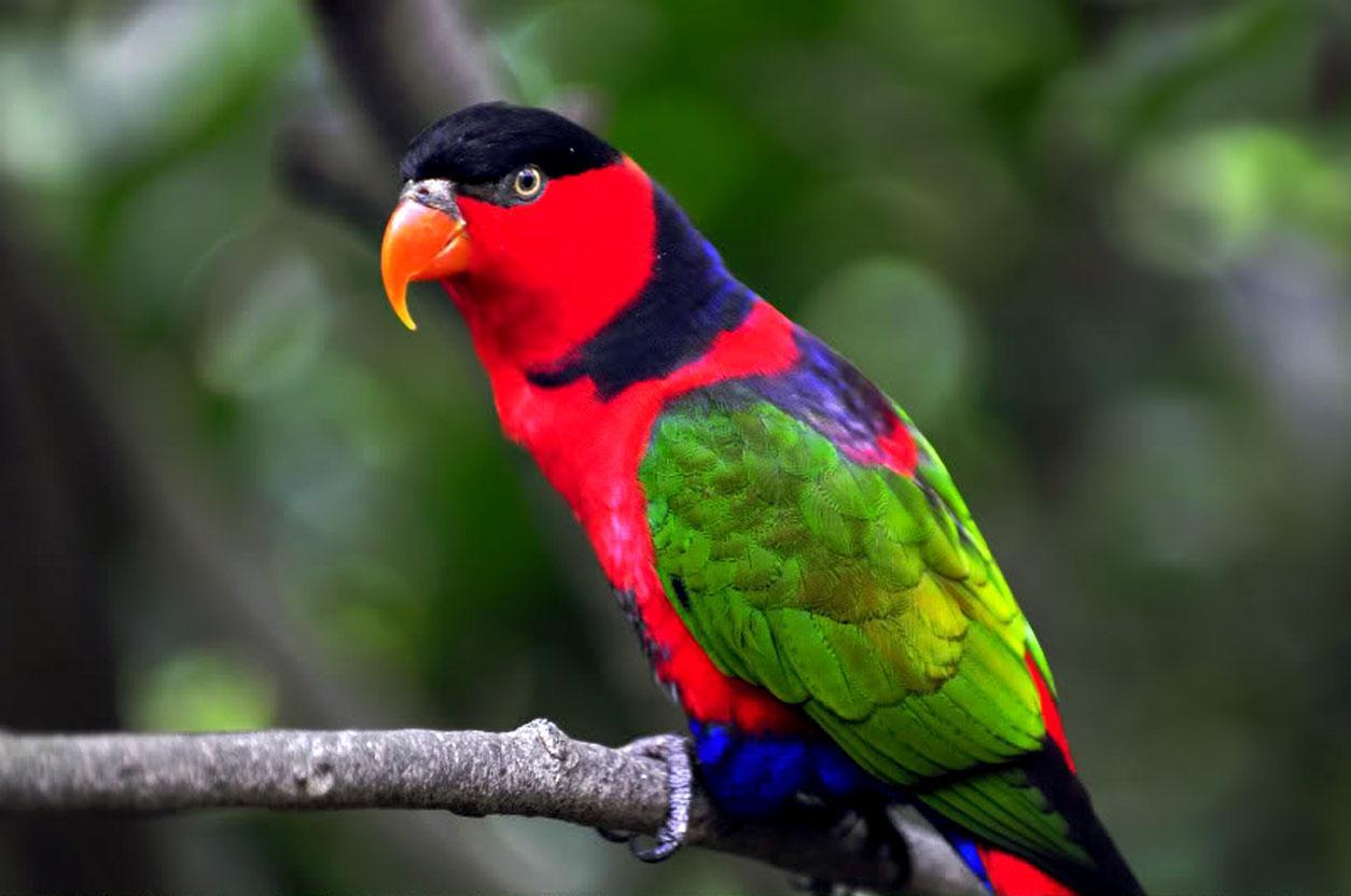 Colorful Parrot Birds Image, Photos Wallpapers Download