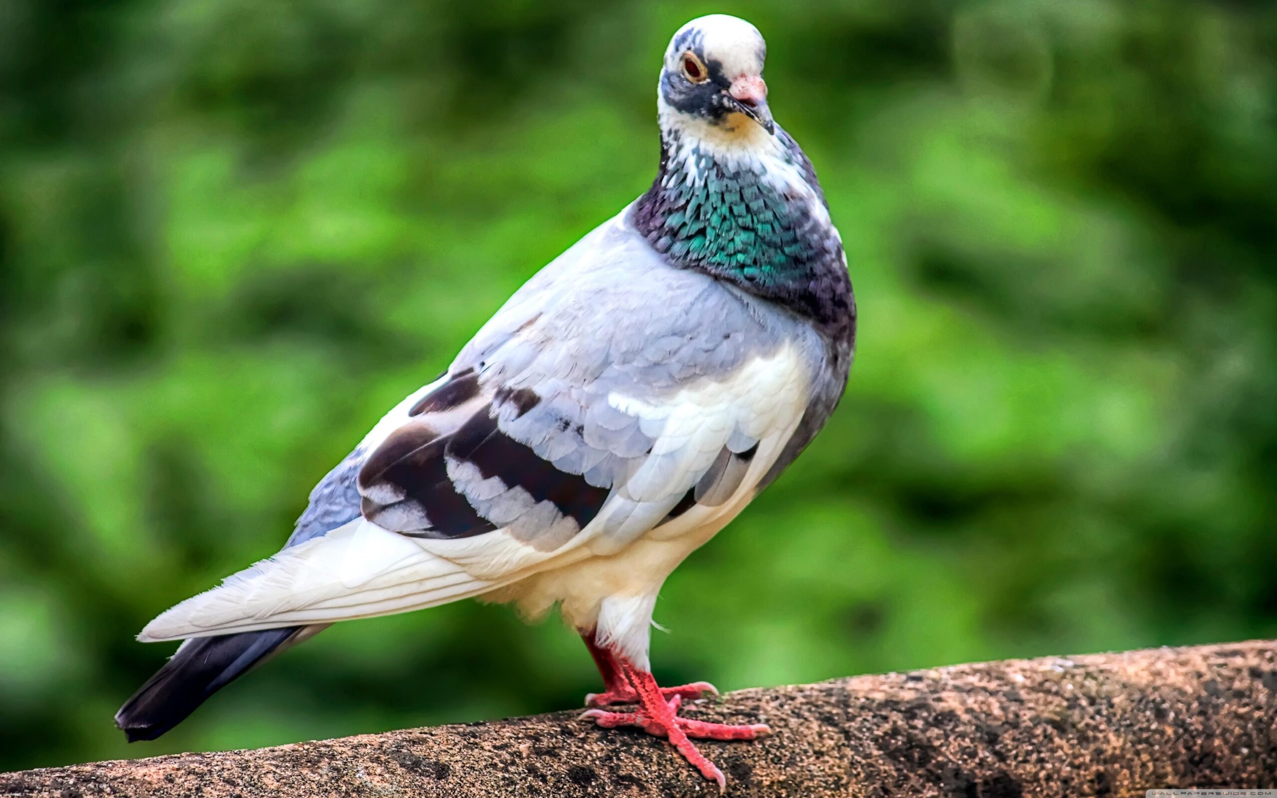 Pigeon Bird ❤ 4K HD Desktop Wallpapers for 4K Ultra HD TV • Tablet