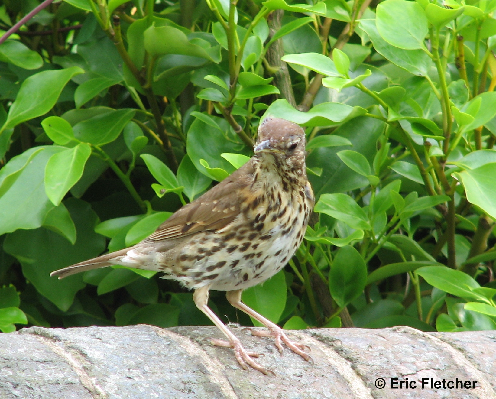 Halton: Identifying Song Thrushes)