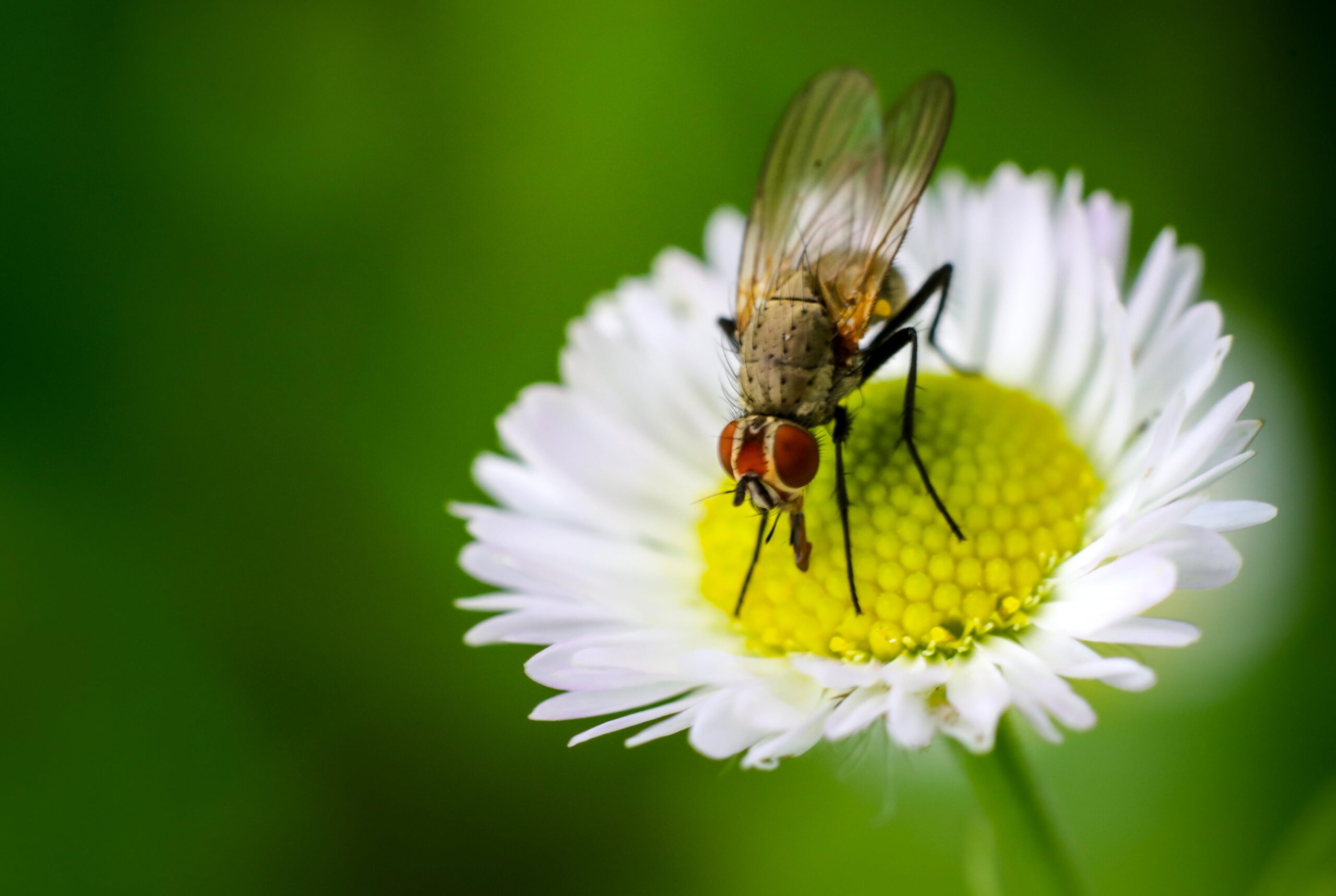 Common Housefly on a white