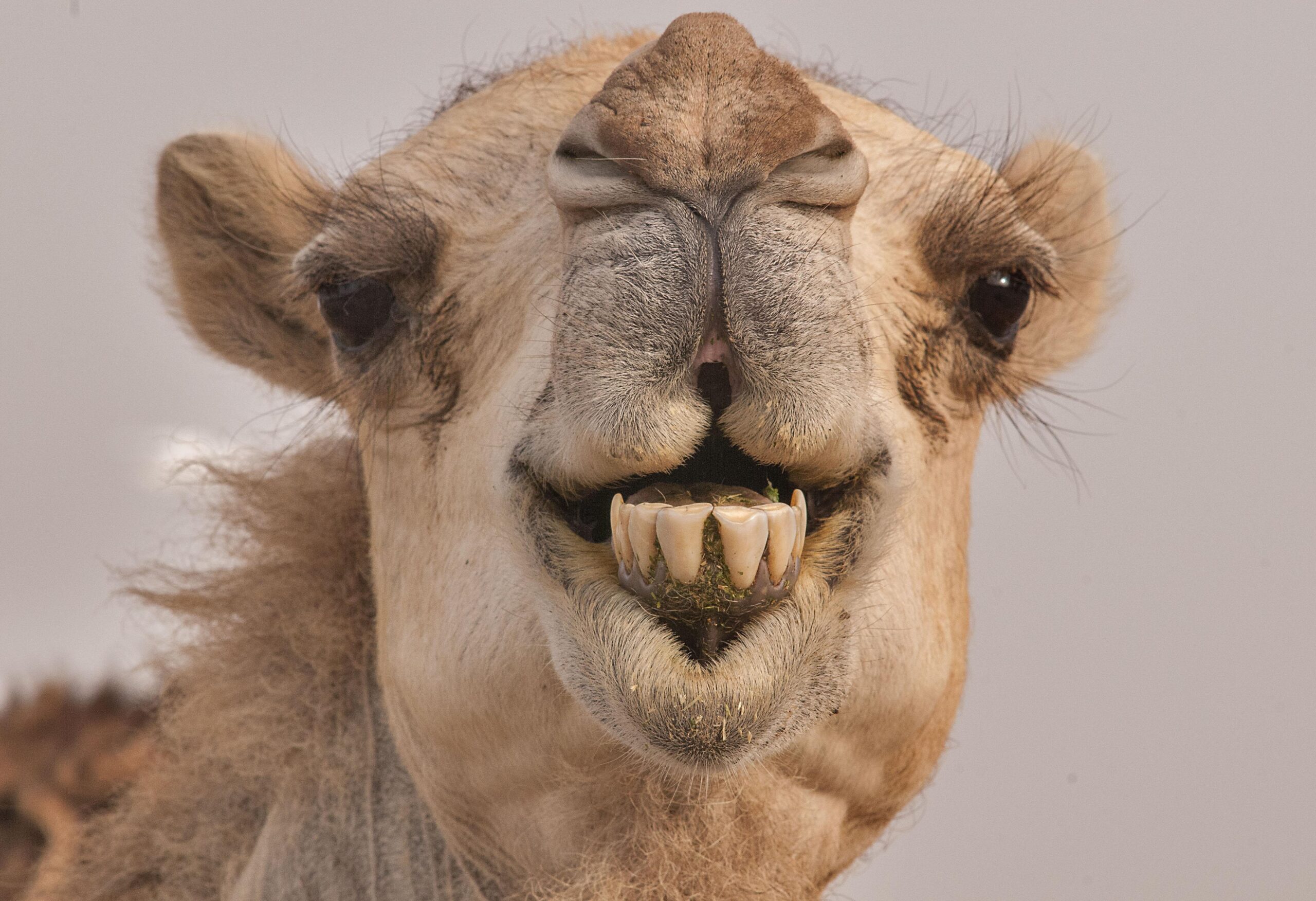 Camel Wallpapers