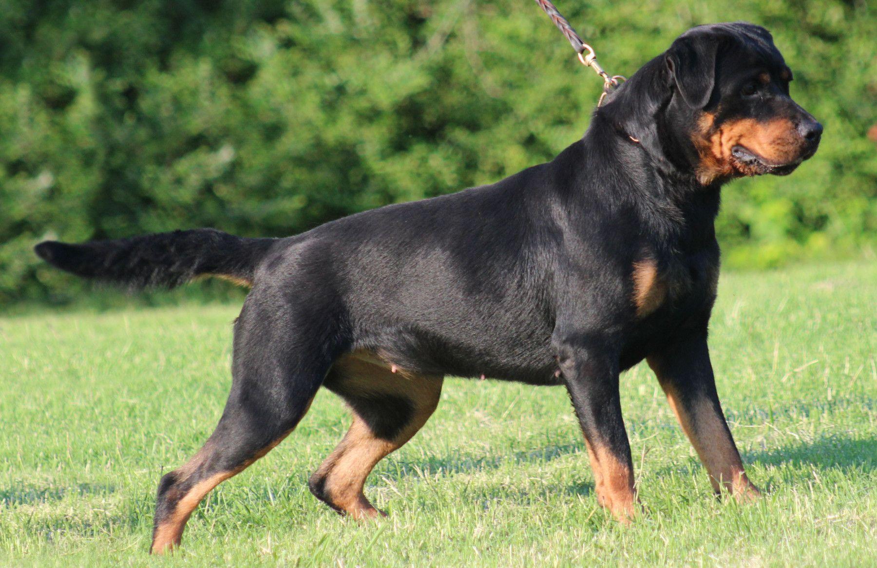 Rottweiler Pictures 5 HD Wallpapers