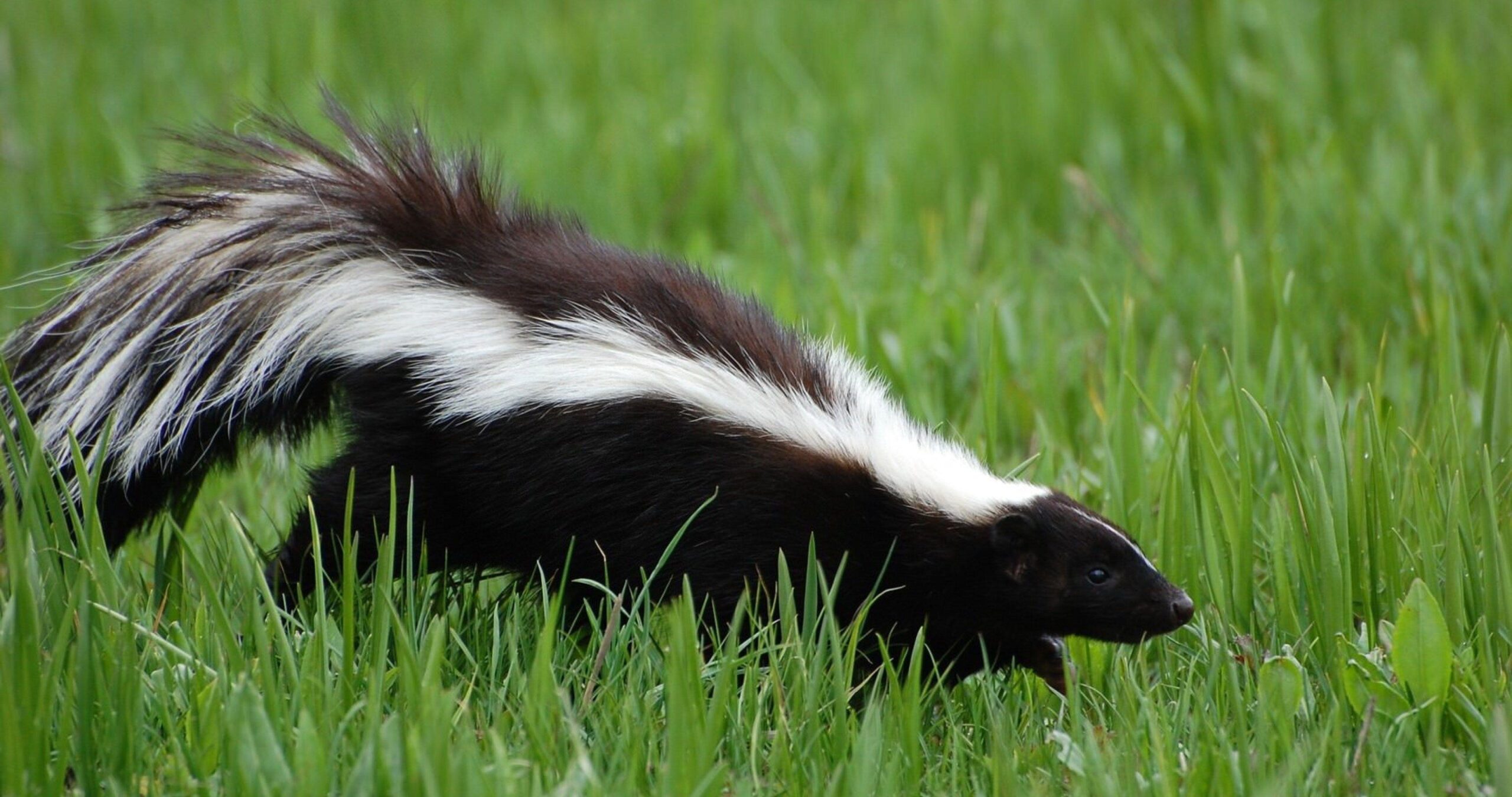 skunk 4k ultra hd wallpapers