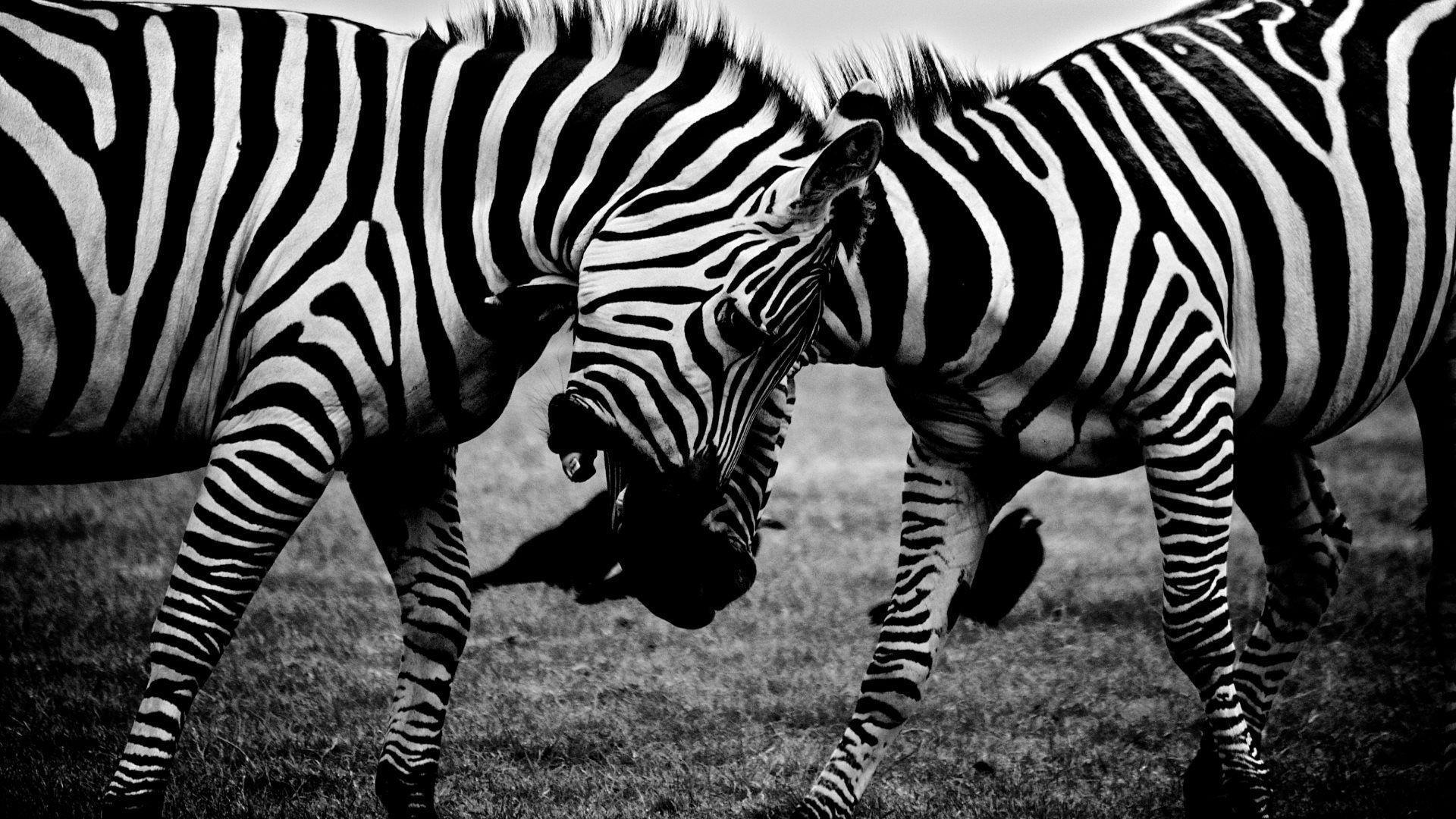 Fighting zebras HD desktop wallpapers : Widescreen : High