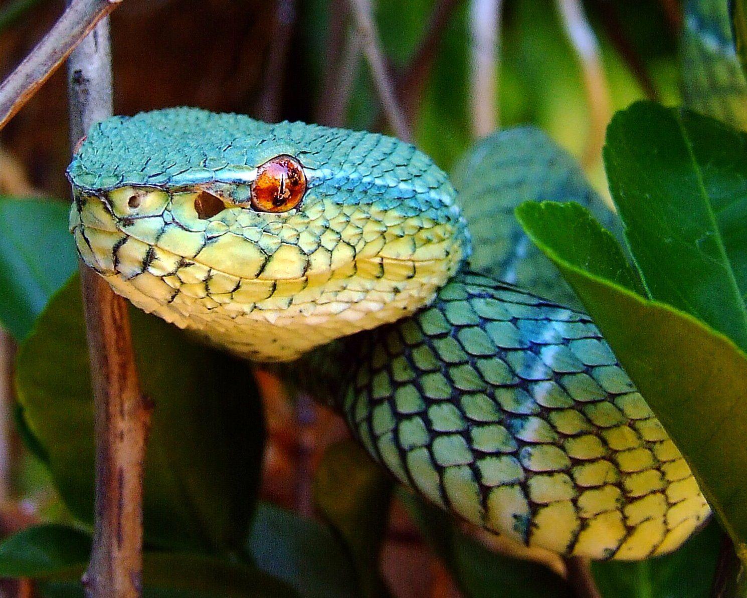 Philippine Arboreal Viper