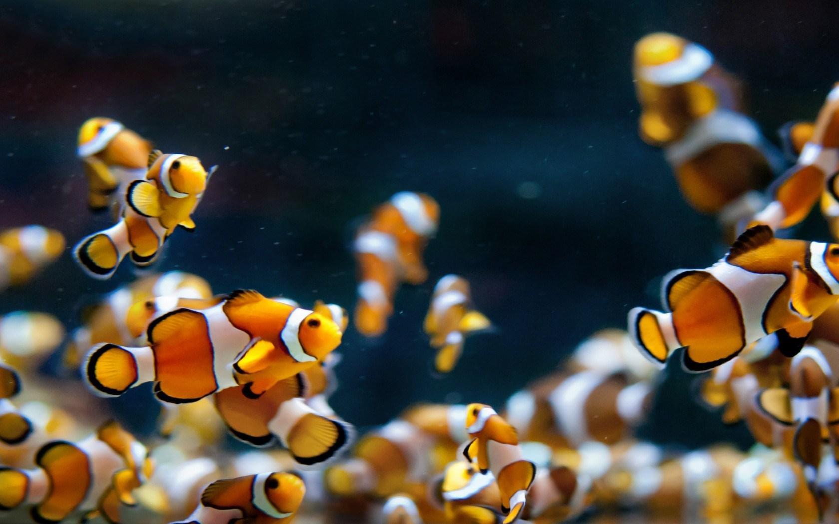 Hd Wallpapers Fish Aquarium Dowload