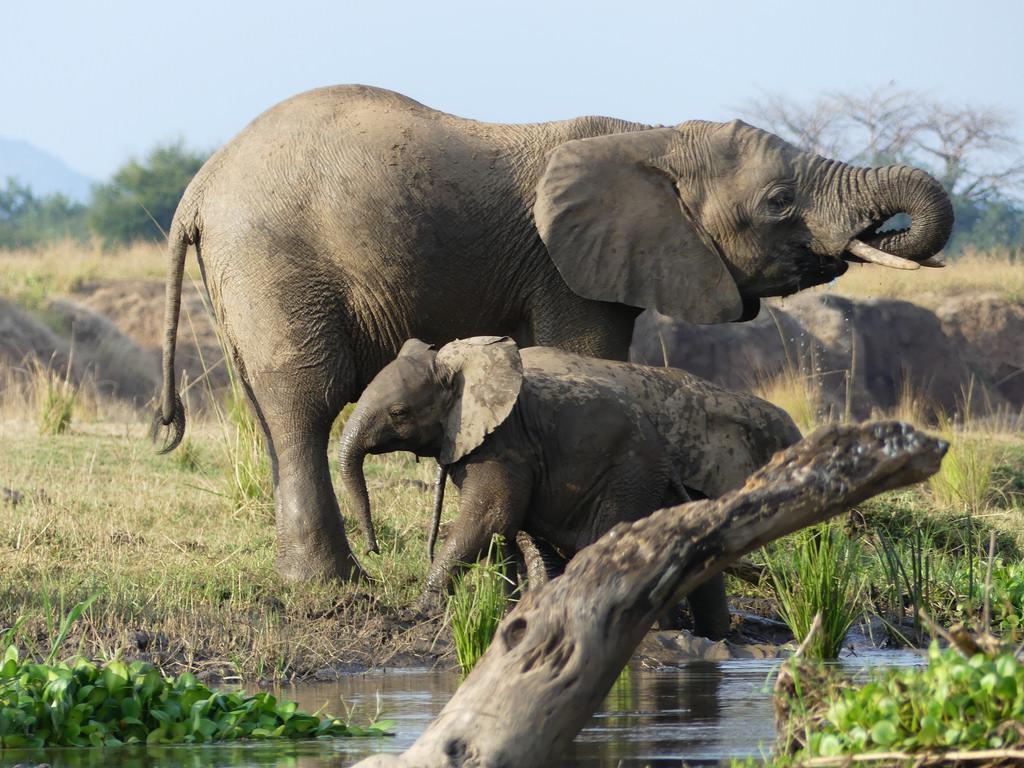 P1180625 Lower Zambezi National Park Zambia