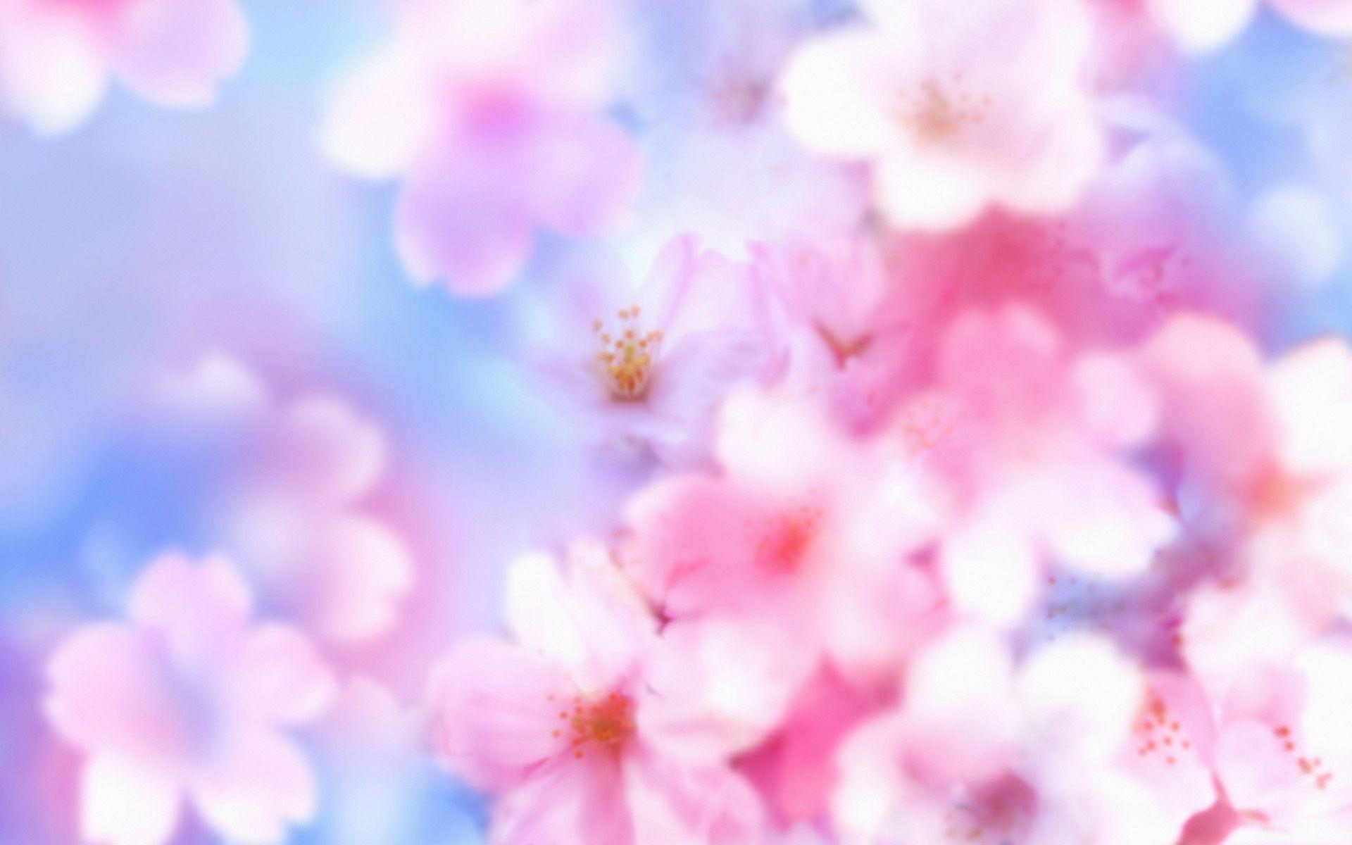 Desktop hd sakura flower backgrounds