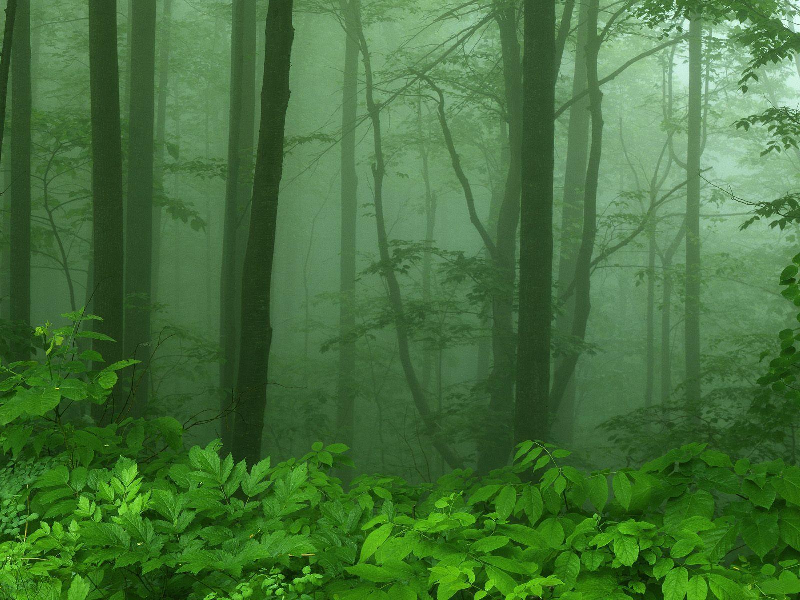 Nature: Foggy Morning Along Skyline Drive, Shenandoah National