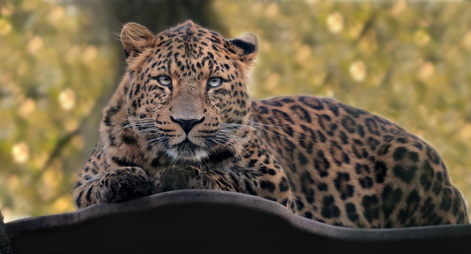 Leopard HD Wallpapers