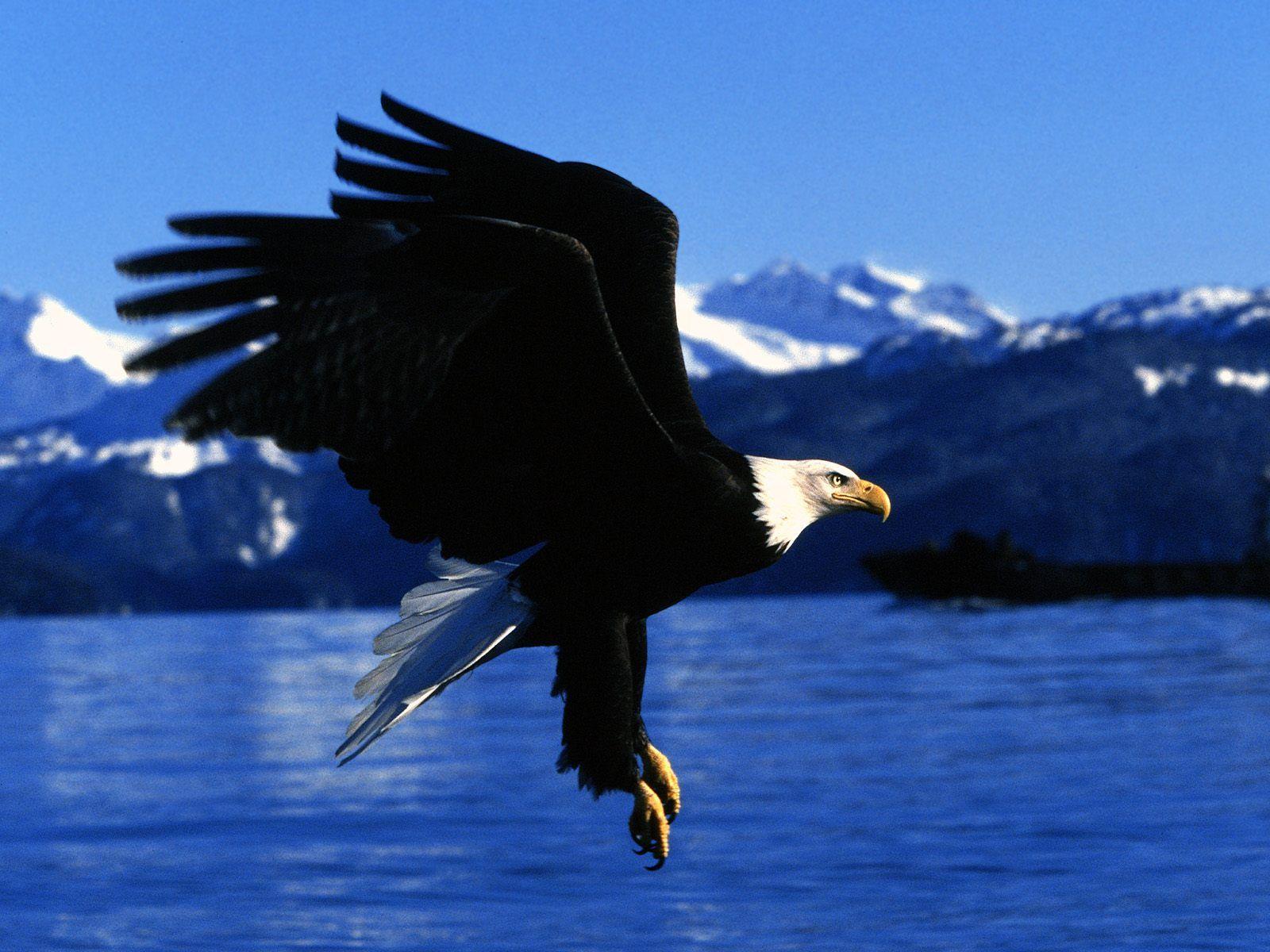 Bald Eagle Desktop Wallpapers