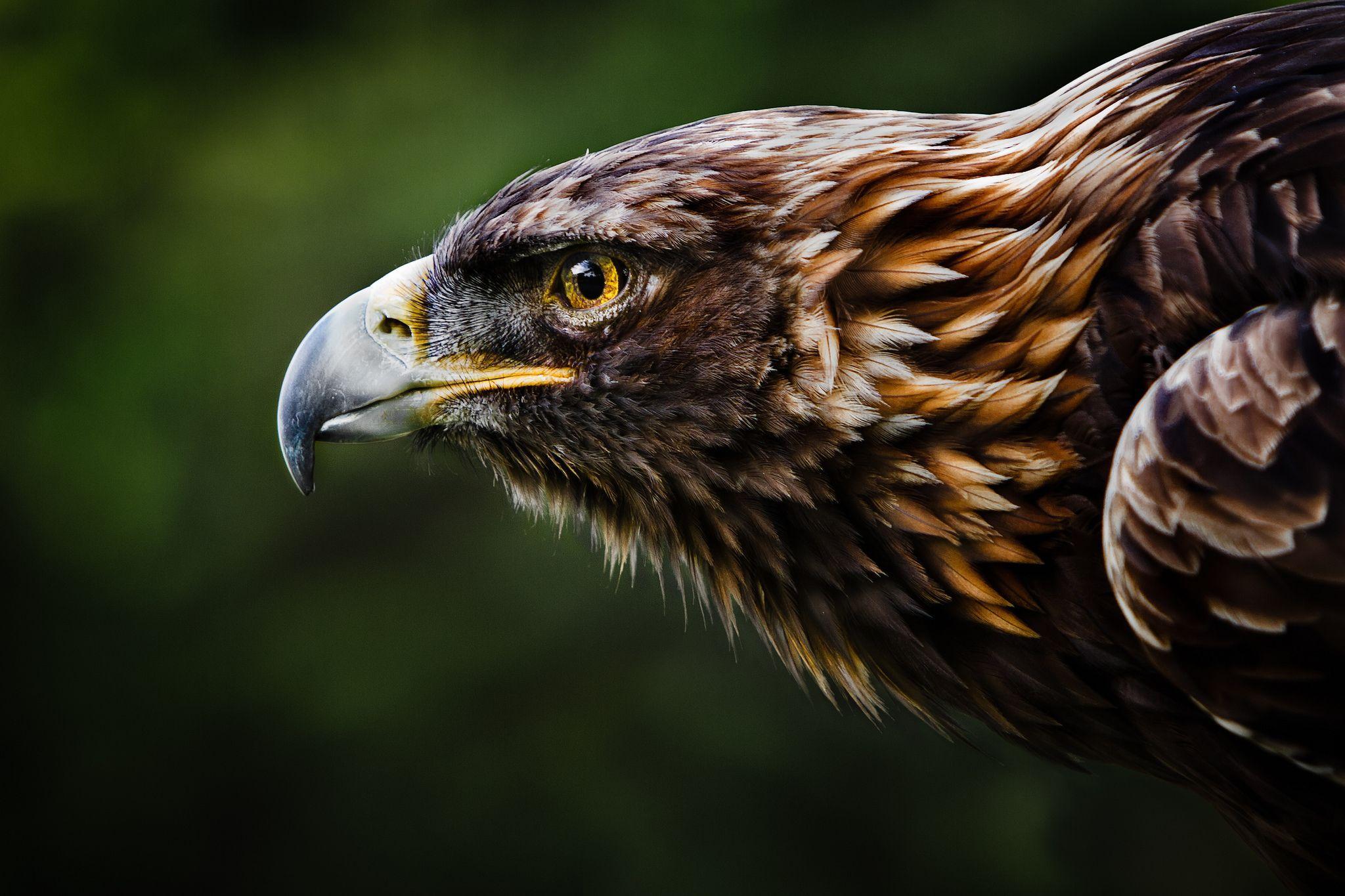 328 Eagle HD Wallpapers