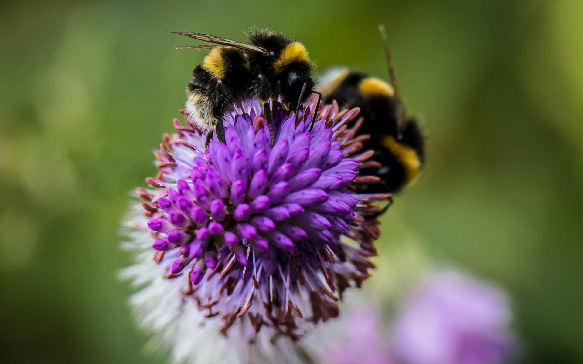 Wallpapers Insect, bumblebee, flower HD Picture, Image