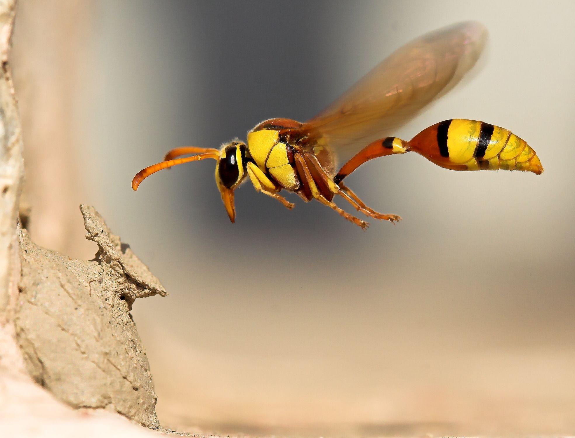 57 Wasp HD Wallpapers